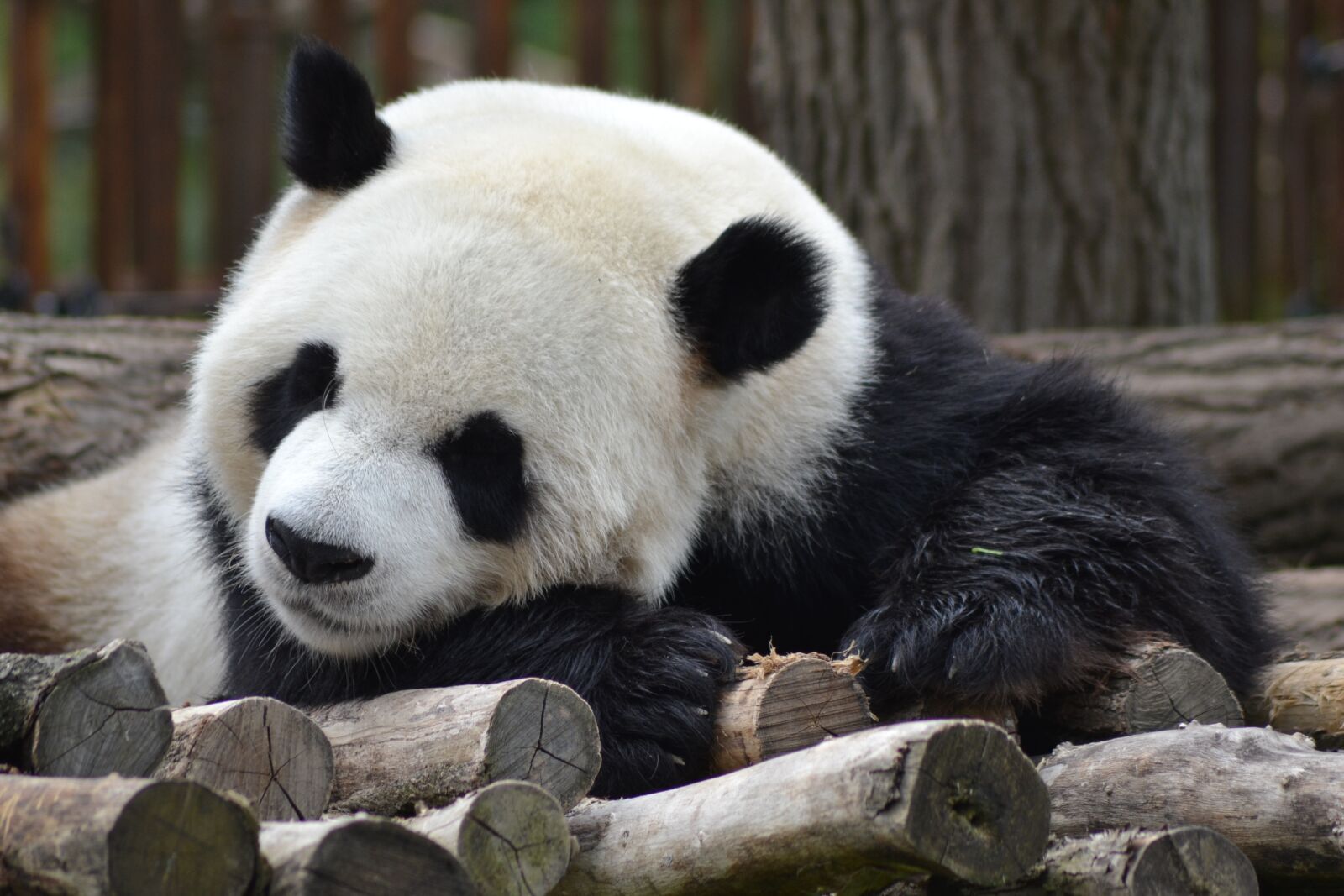 Nikon D3100 sample photo. Panda, zoo, cute photography