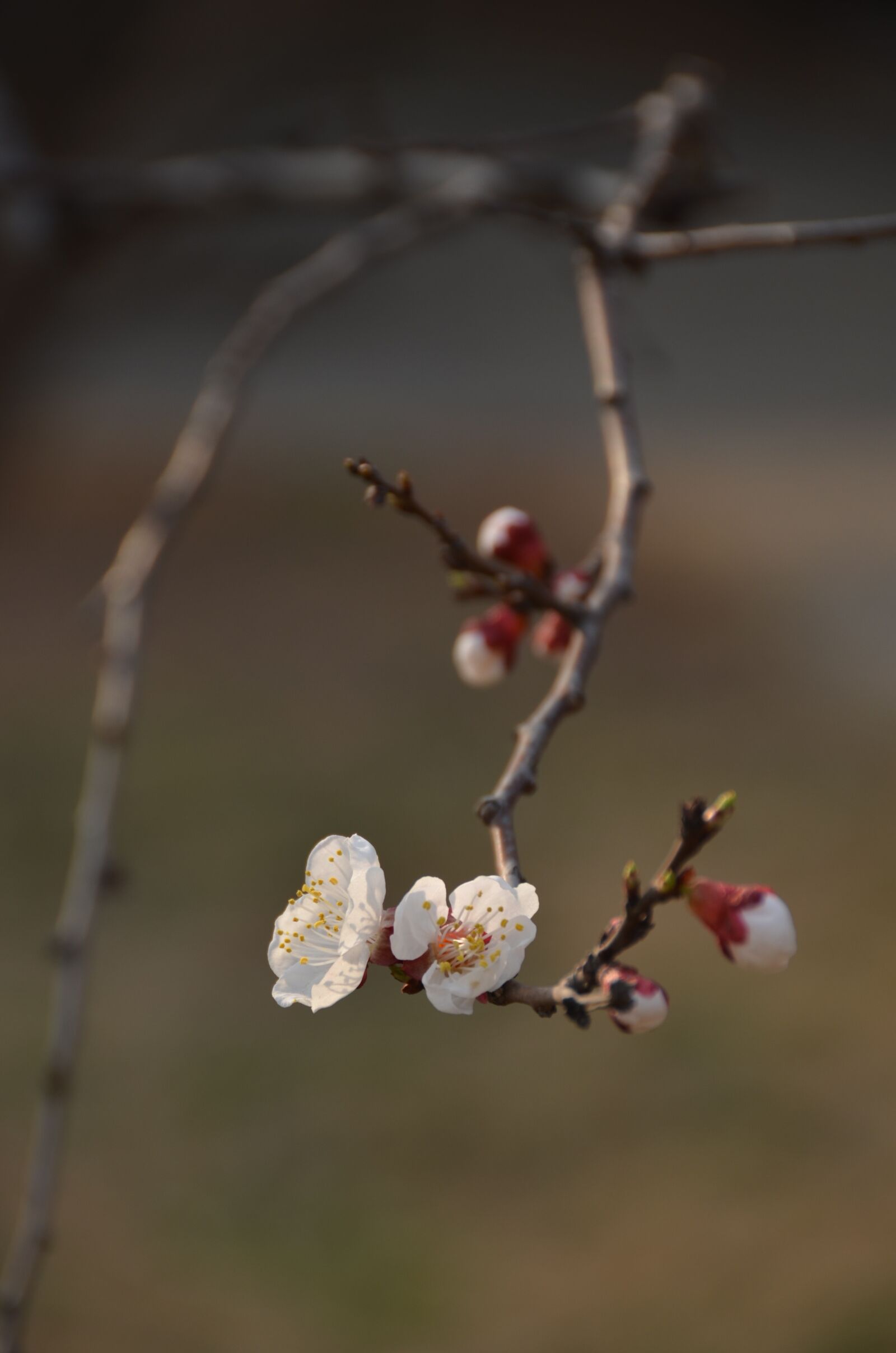 Nikon D7000 sample photo. Plum, branch, white blossom photography