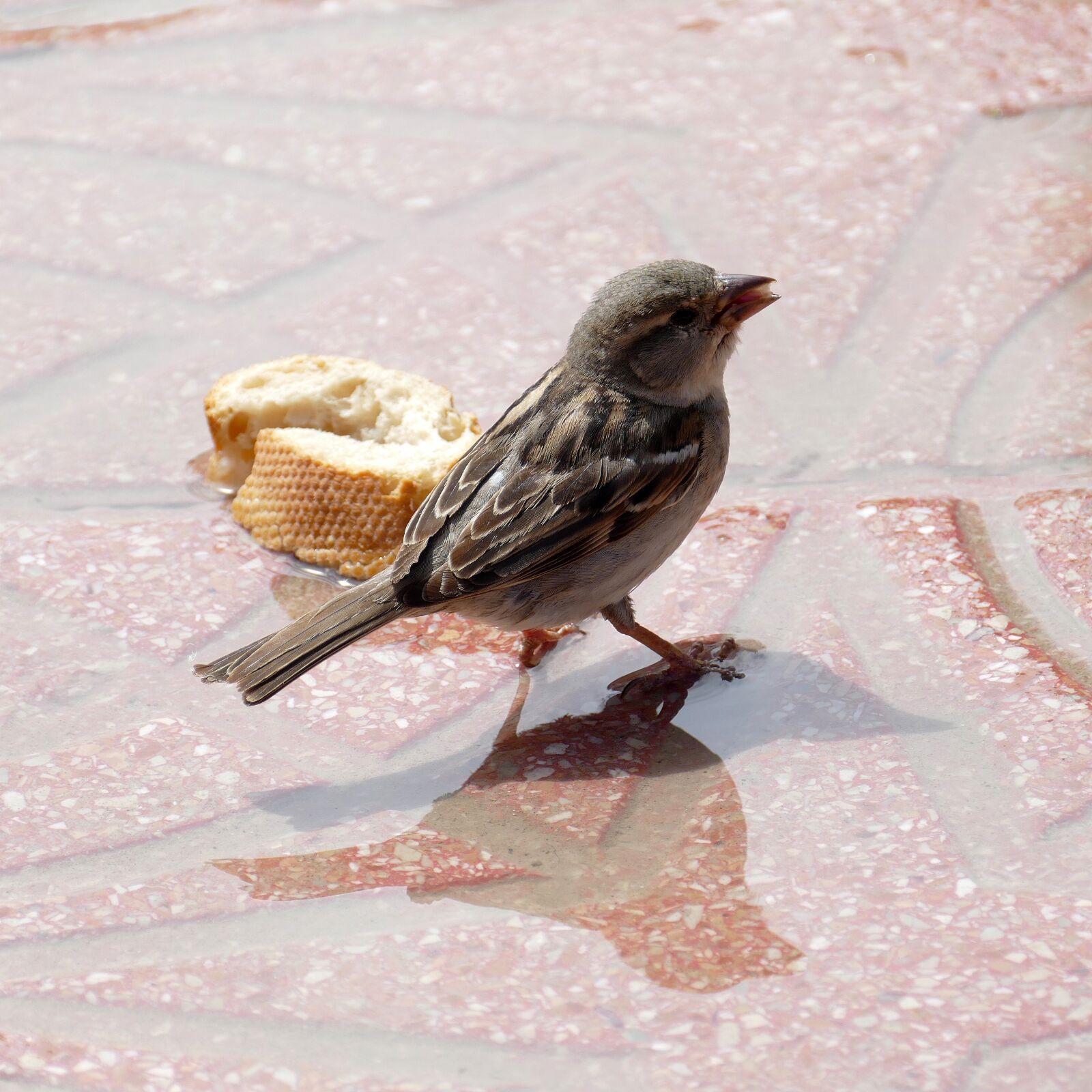 Panasonic Lumix DMC-FZ1000 sample photo. Mus, homester, bird photography