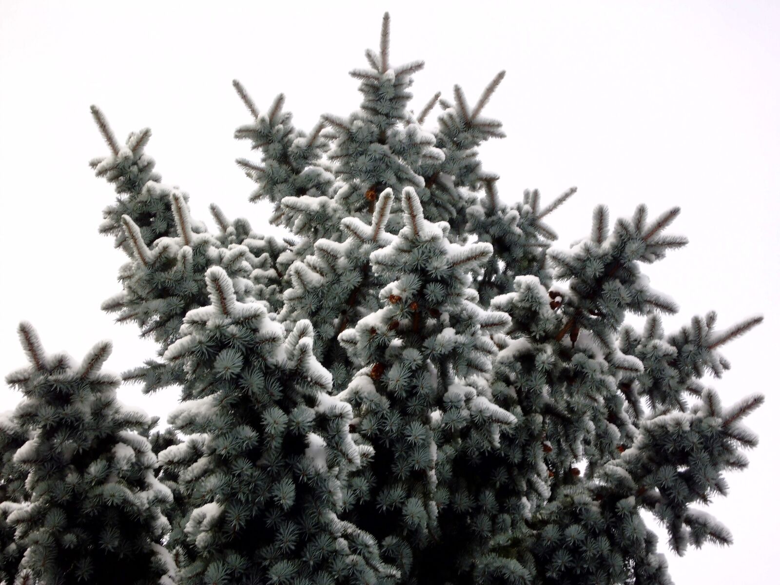 MEDION MD 86497 sample photo. Fir tree, winter, snow photography