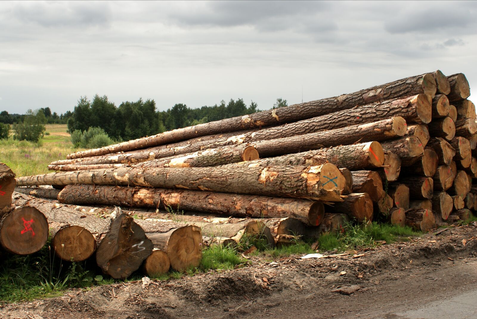 Sony Alpha DSLR-A200 sample photo. Logs, tree, trunk photography