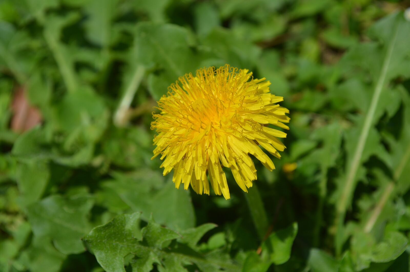 Nikon D3200 sample photo. Flower, yellow, nature photography