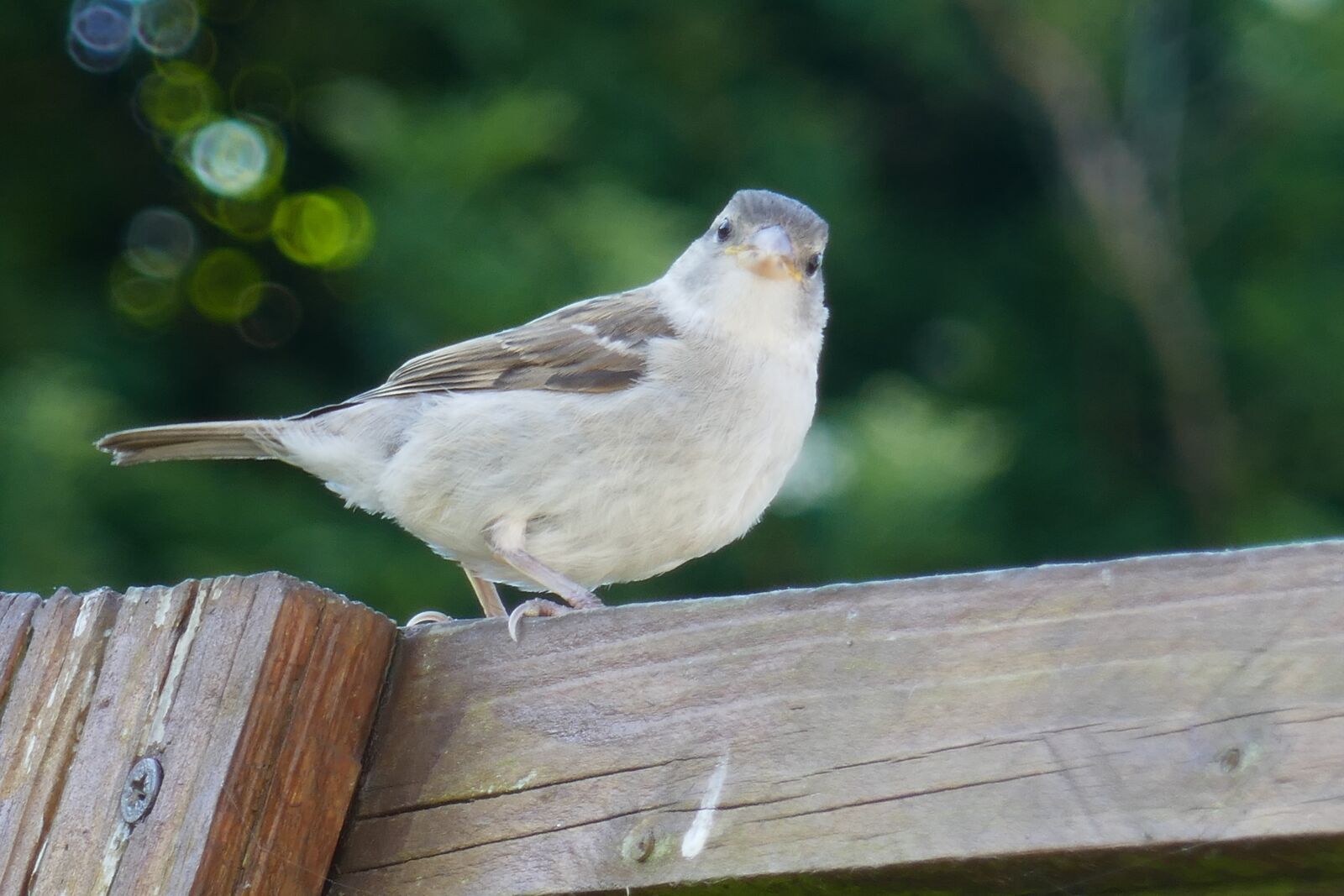 Panasonic Lumix DMC-ZS100 (Lumix DMC-TZ100) sample photo. Bird, sparrow, nature photography