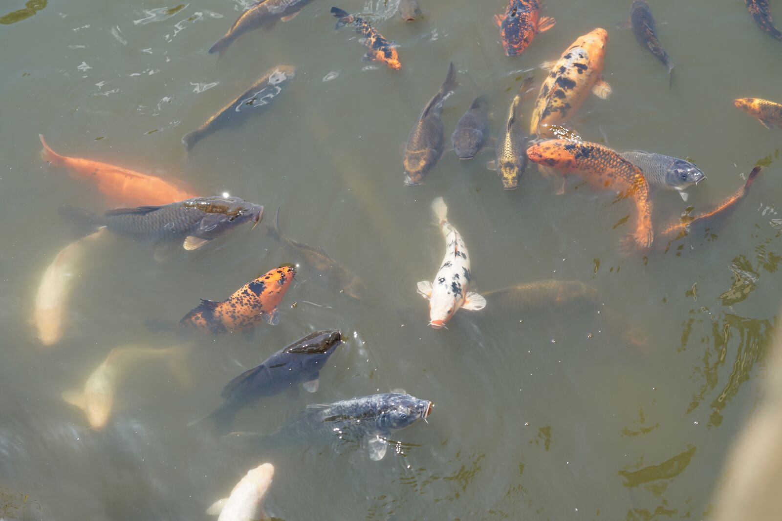 Sony FE 70-200mm F2.8 GM OSS sample photo. Koi, fish, water photography