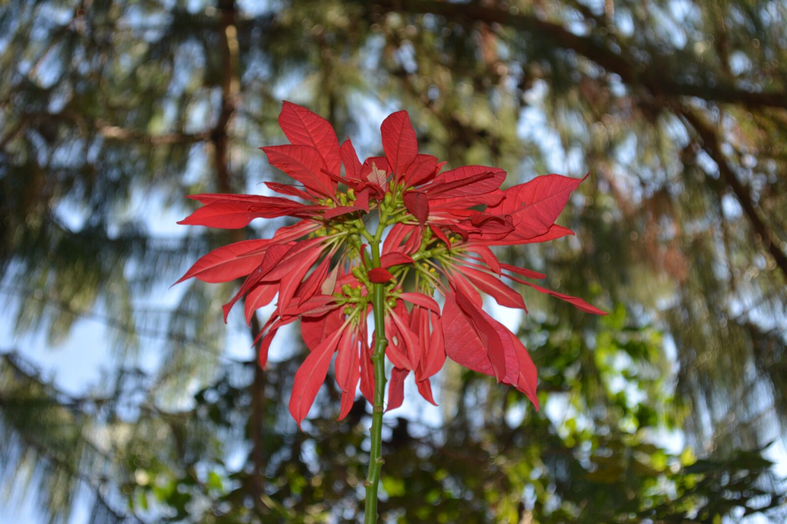 Nikon D5200 sample photo. Flower, nature, flourish photography