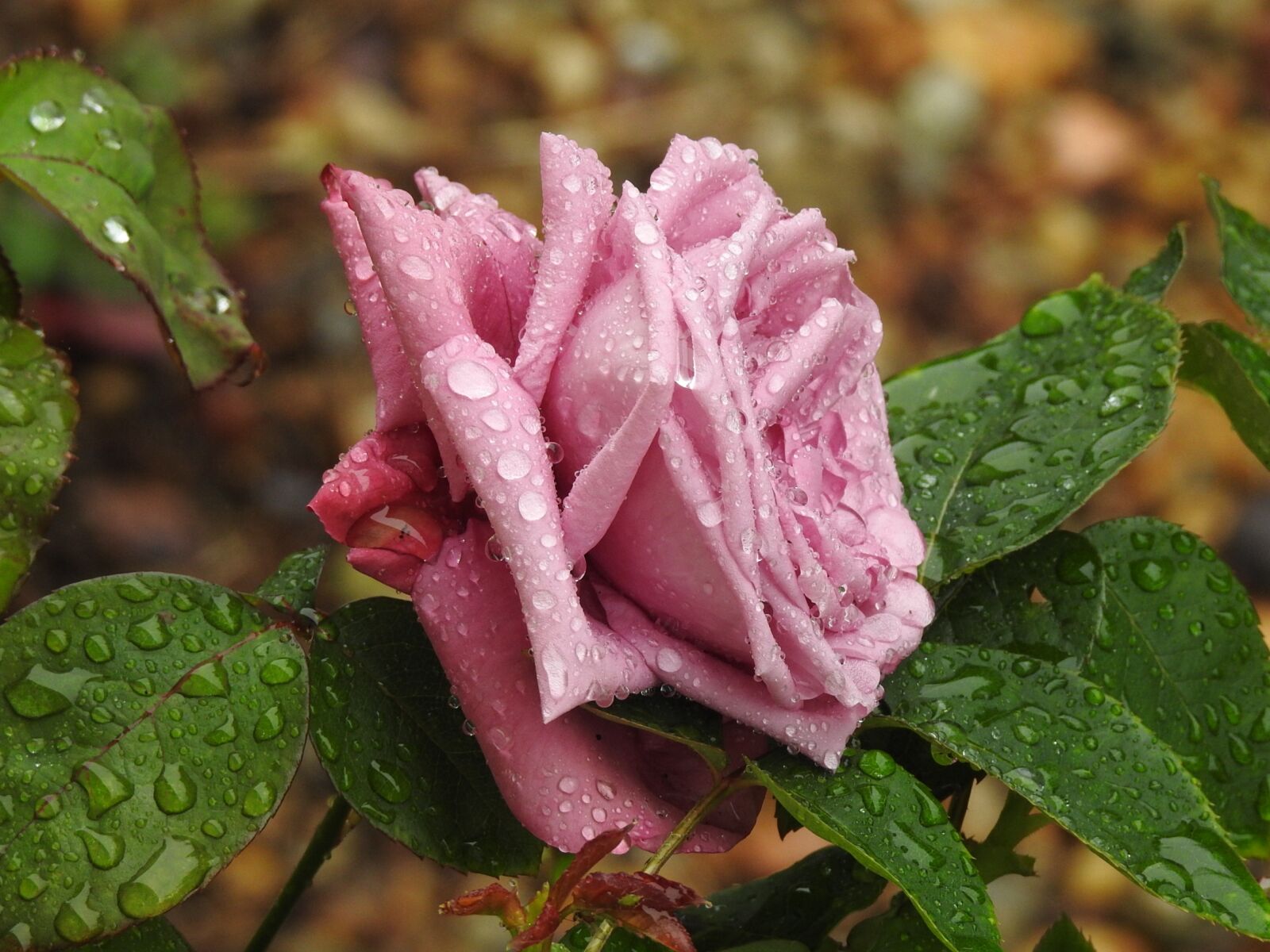 Nikon Coolpix P900 sample photo. Flower, pink, violet photography