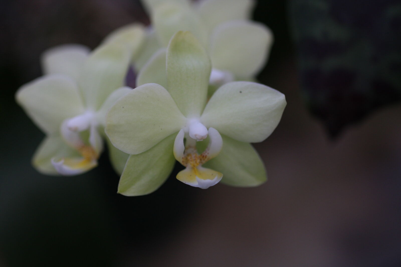 Sigma 50mm f/2.8 EX sample photo