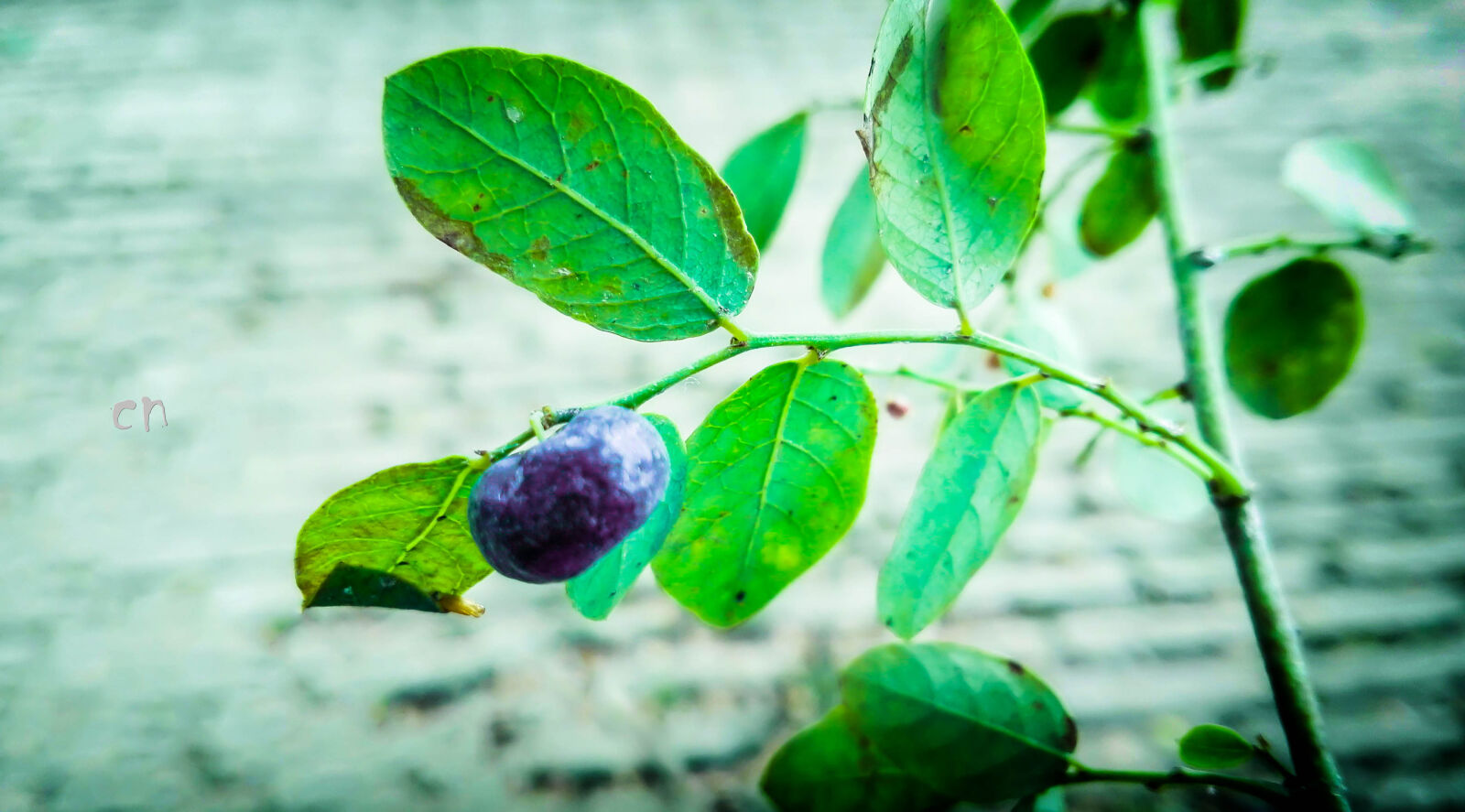 HUAWEI P8 Lite sample photo. Fruit, tree photography