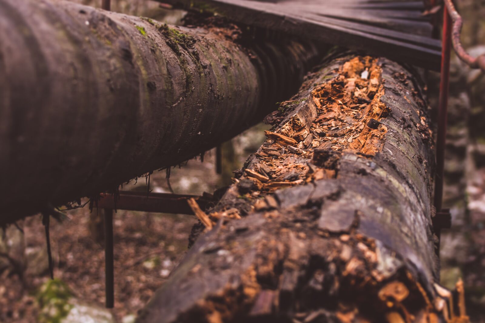 Nikon D7100 sample photo. Nature, wood, forrest photography