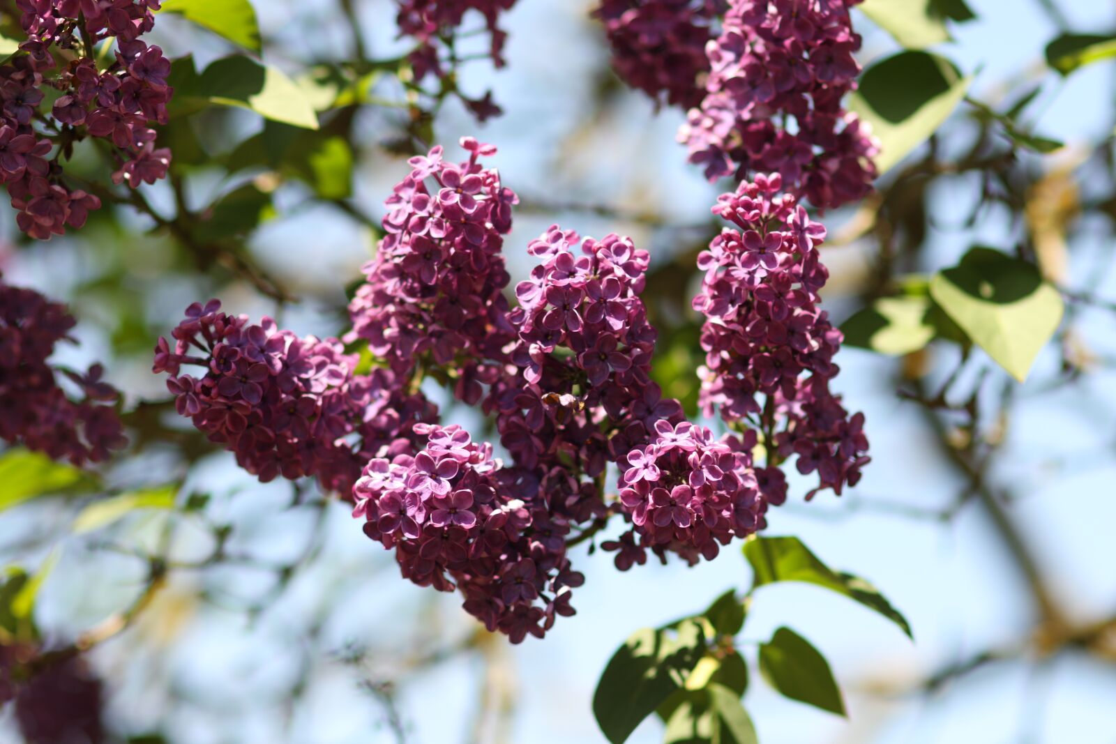 Canon EOS 7D Mark II sample photo. Lilac, tree, flowers photography