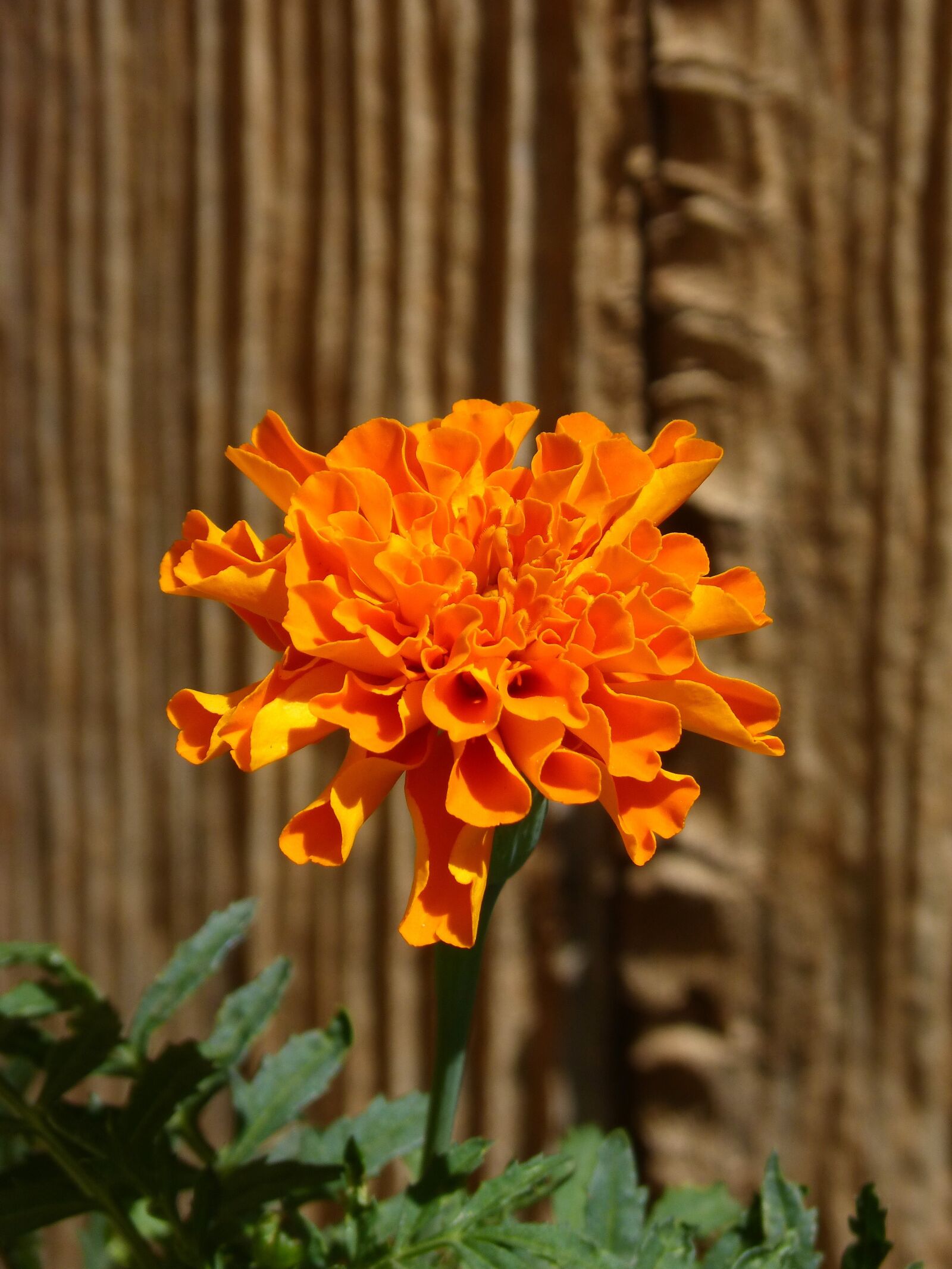 Panasonic DMC-FZ62 sample photo. Flower, beauty, orange color photography