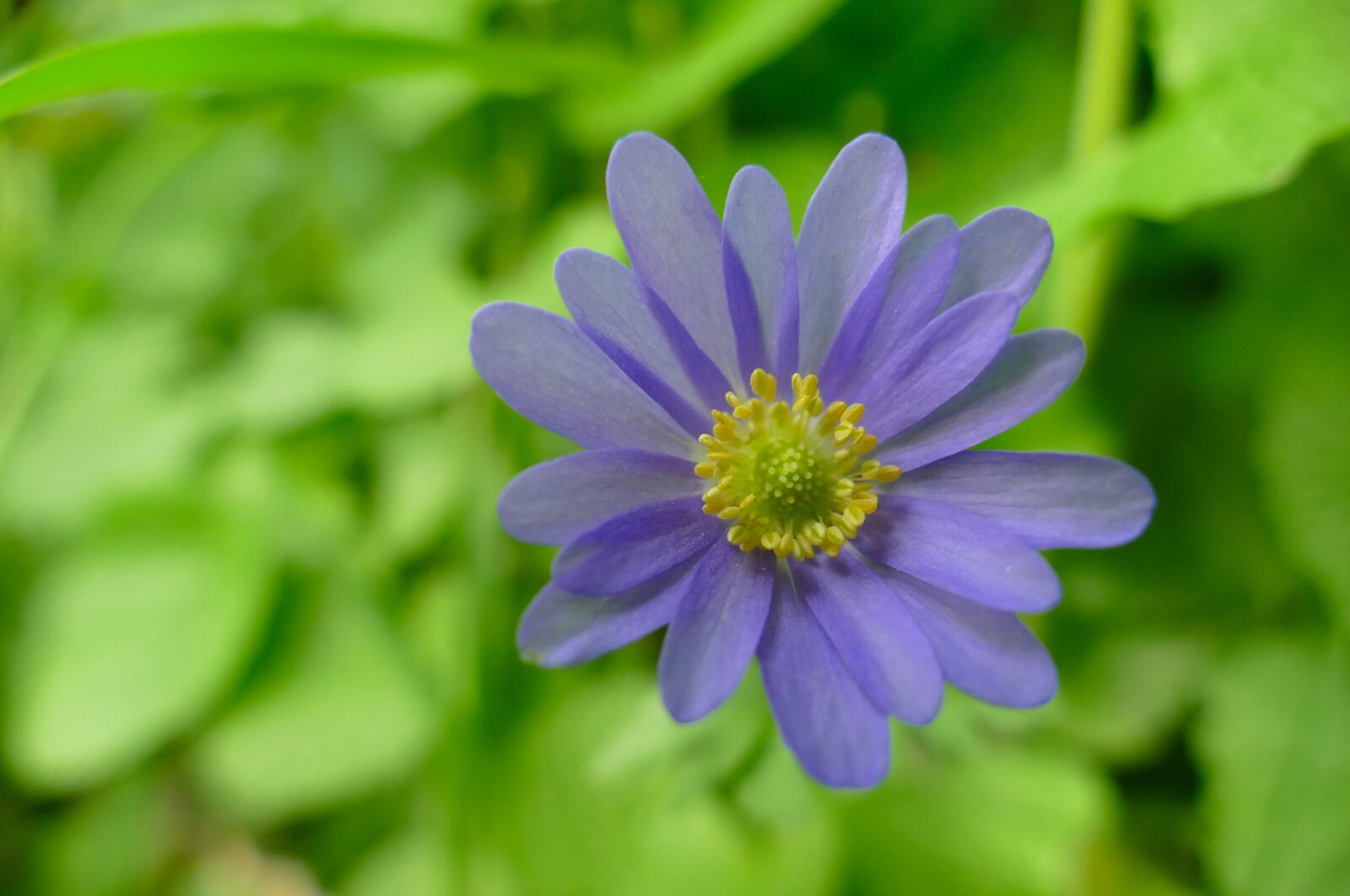 Panasonic Lumix DMC-FZ1000 sample photo. Balkan anemone, anemone blanda photography