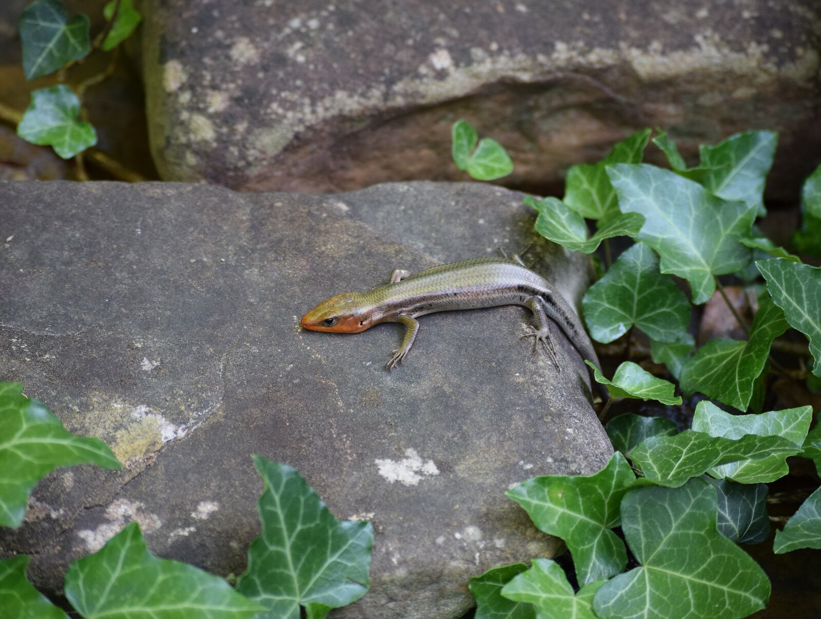 Nikon D3300 sample photo. Five-lined skink, skink, reptile photography