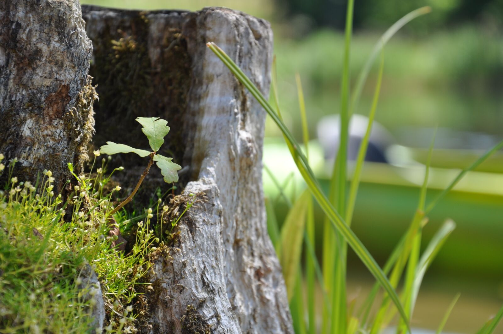 Nikon D5000 sample photo. Oak, moss, trunk photography