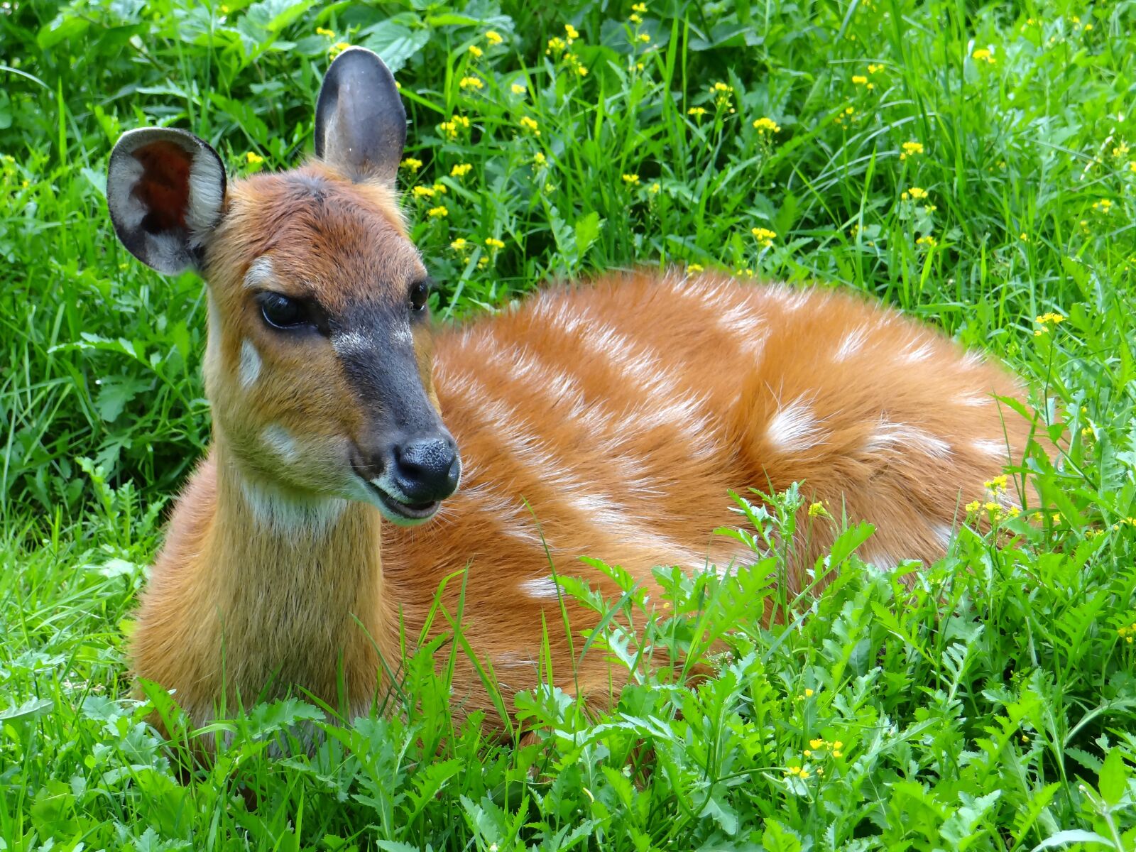 Sony DSC-HX200V sample photo. Wikunia, camelids, ungulates photography