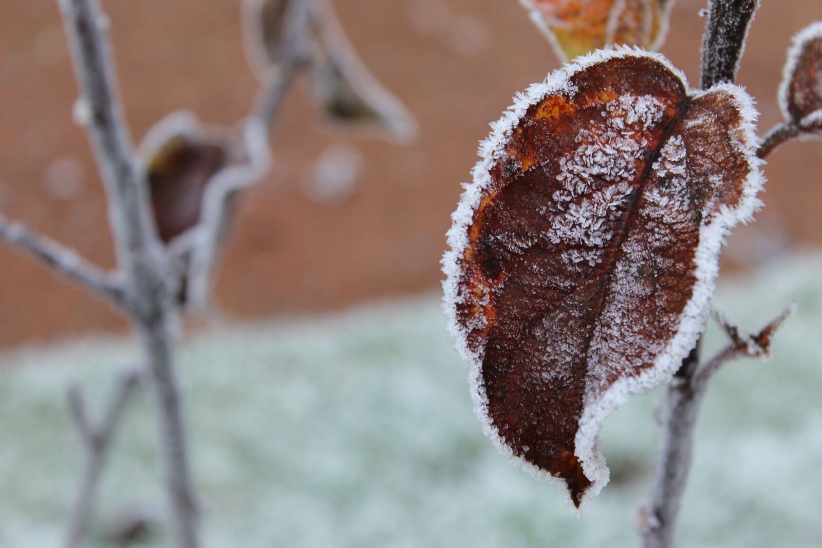 Canon EOS 600D (Rebel EOS T3i / EOS Kiss X5) sample photo. Frost, winter, leaf photography