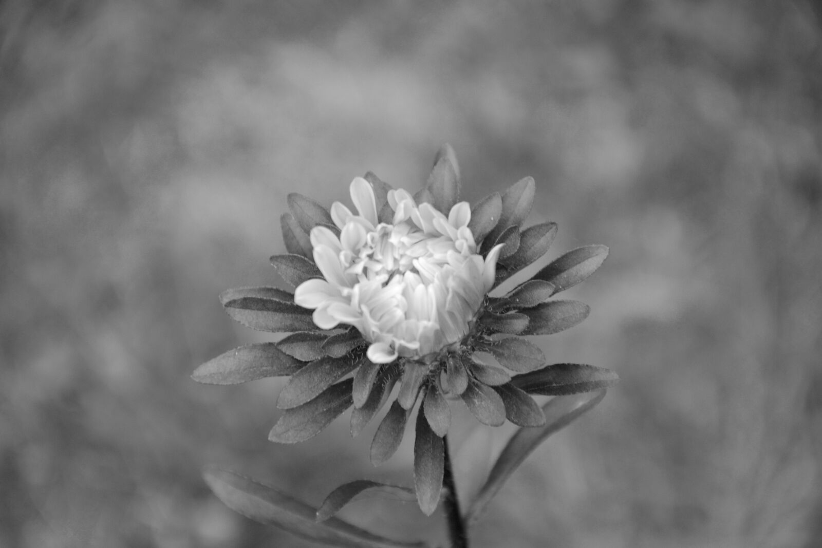 Nikon D5200 sample photo. Flower, photo black white photography