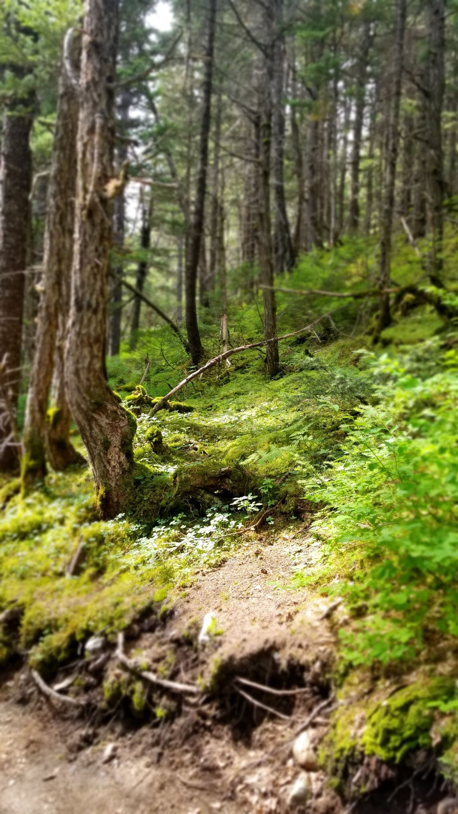 Samsung Galaxy S8 sample photo. Alaska, foliage, forest, green photography