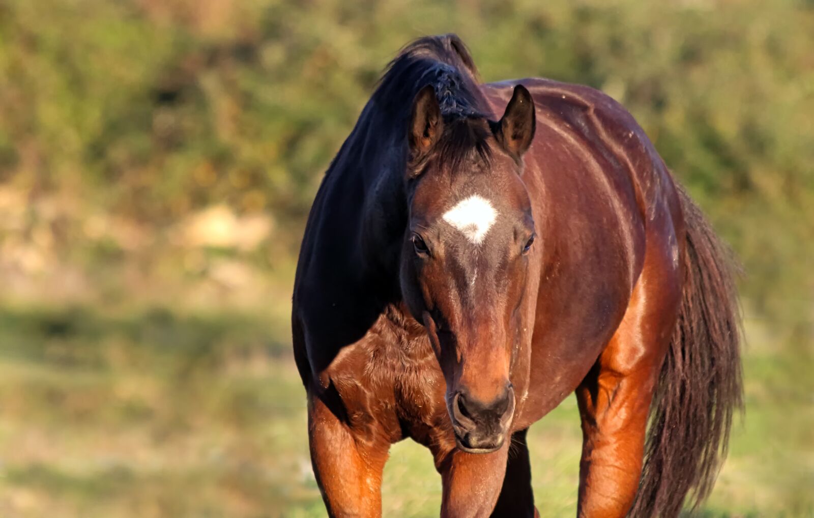 Canon EOS 650D (EOS Rebel T4i / EOS Kiss X6i) sample photo. Animal, horse, horses photography