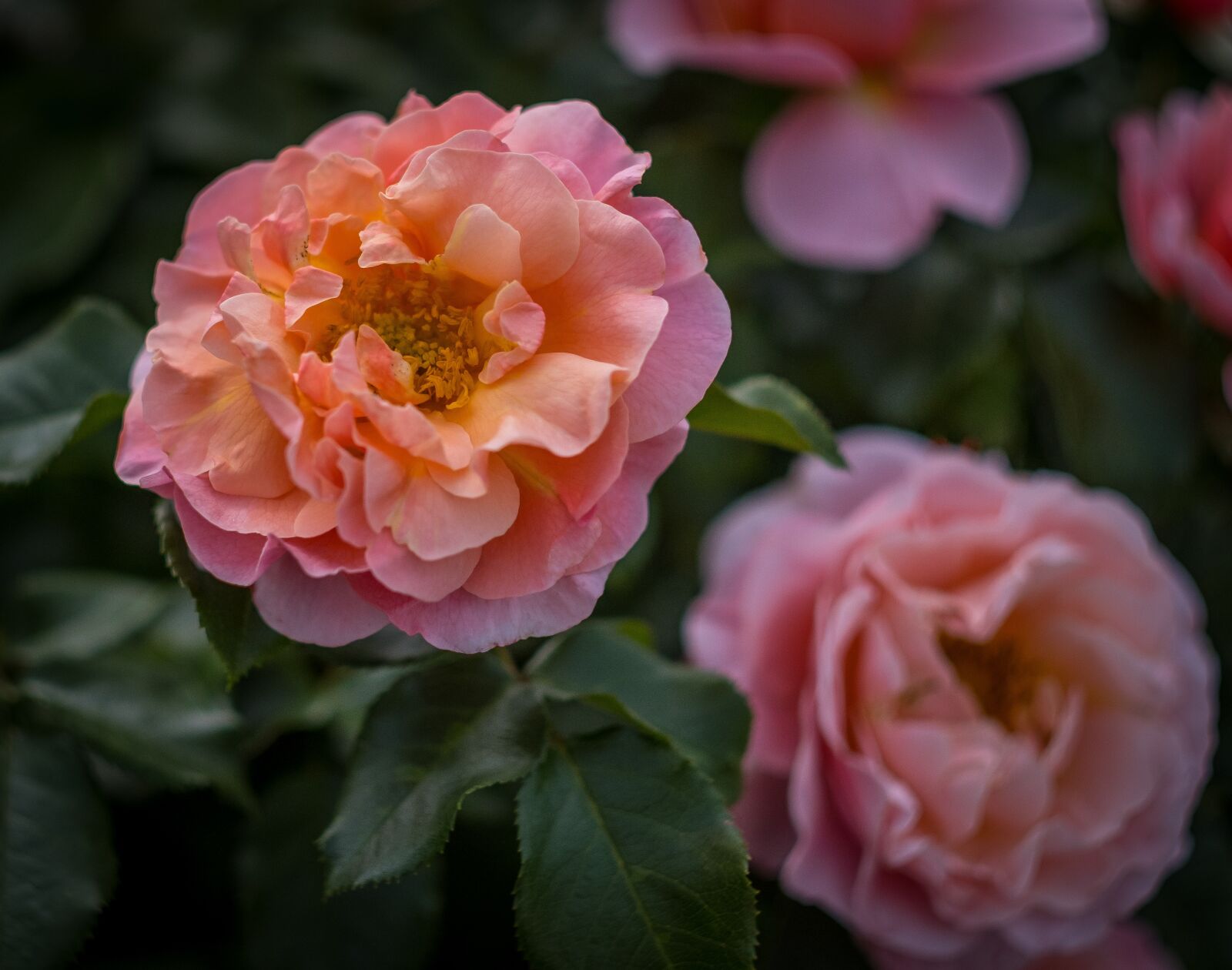 Fujifilm X-T2 + Fujifilm XF 56mm F1.2 R sample photo. Rose, bloom, flower photography