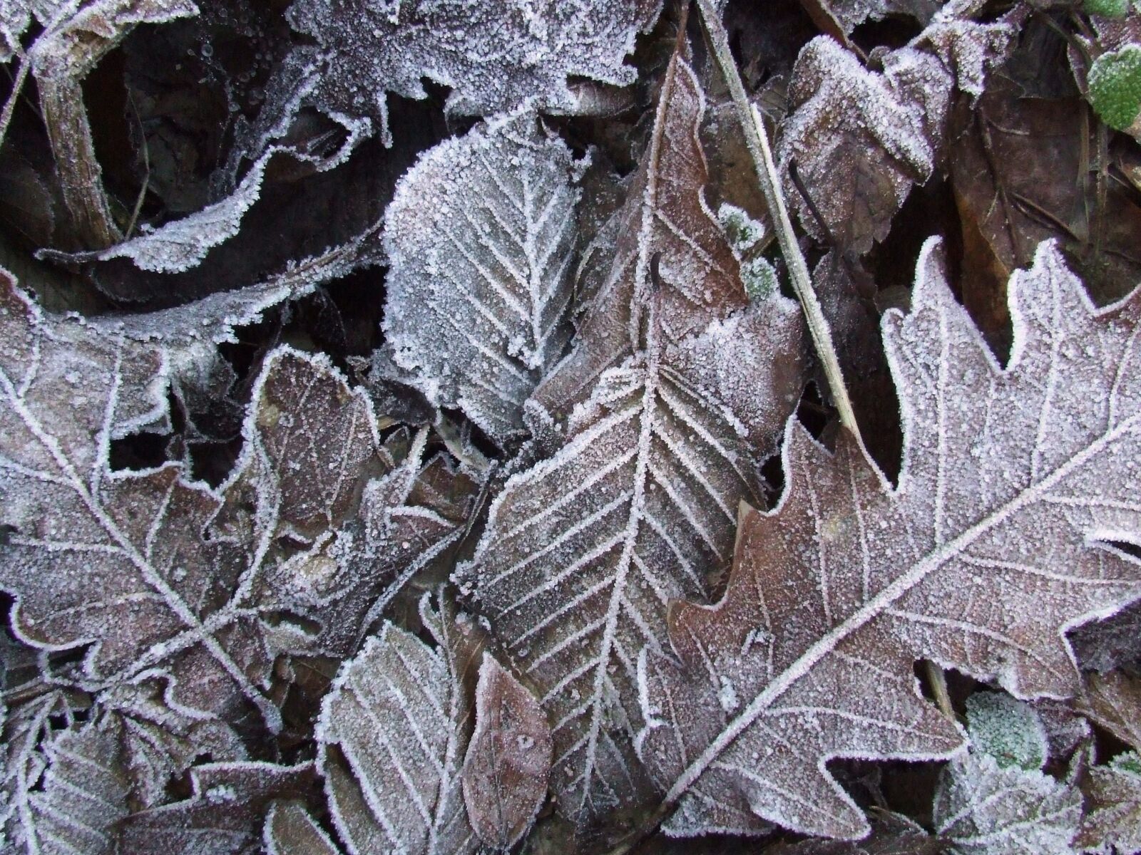 Fujifilm FinePix S5600 sample photo. Frost, winter, ice photography