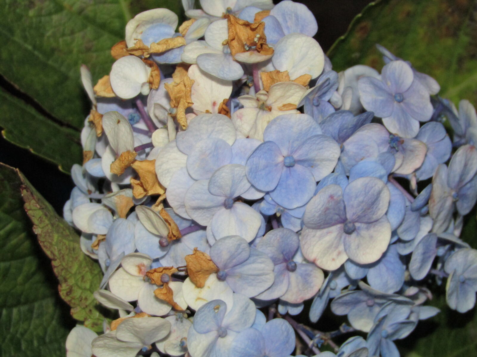 Canon PowerShot SX410 IS sample photo. Close, up, of, leaves photography