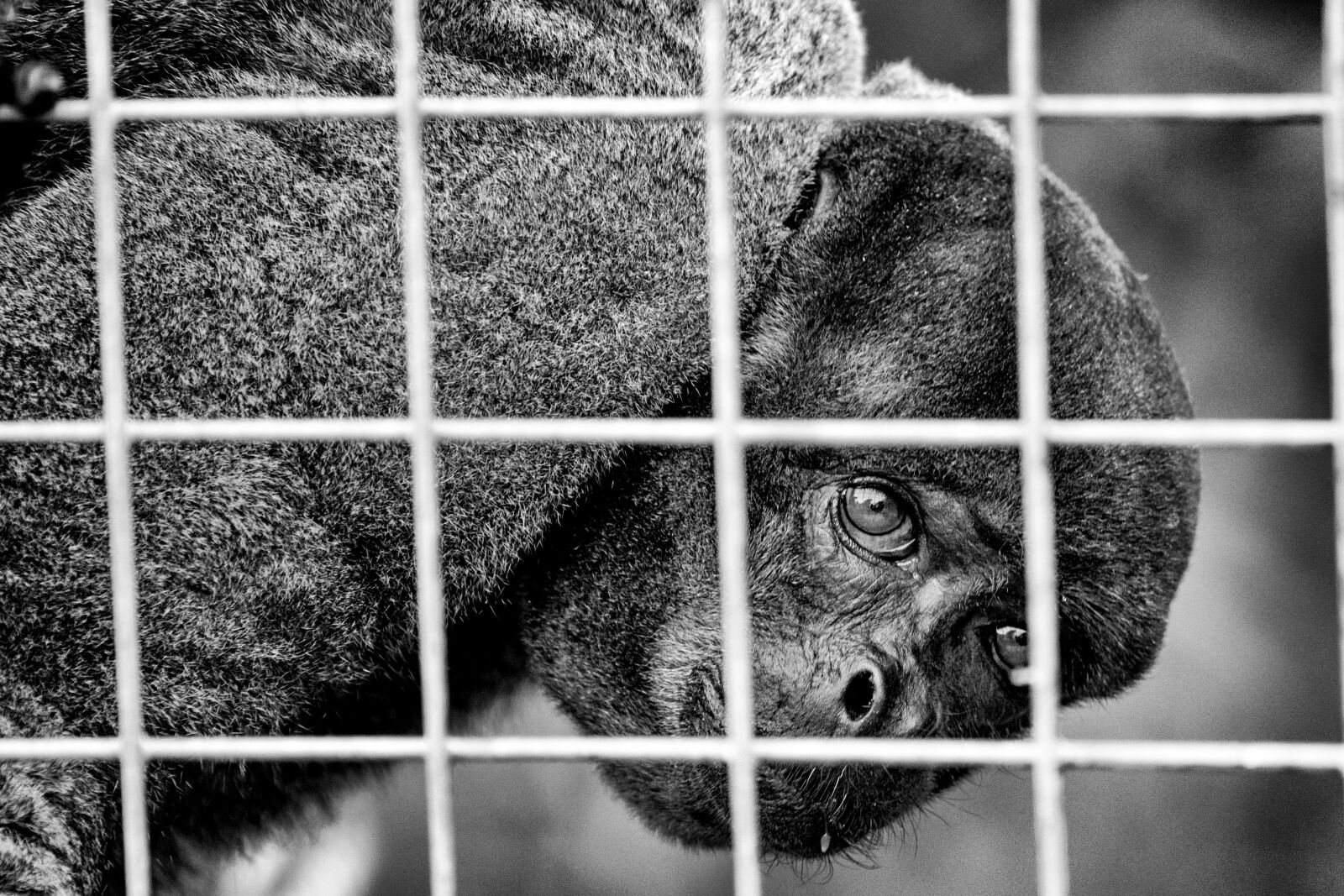 Canon EF 70-200mm F4L USM sample photo. Animal, animal, photography, black photography