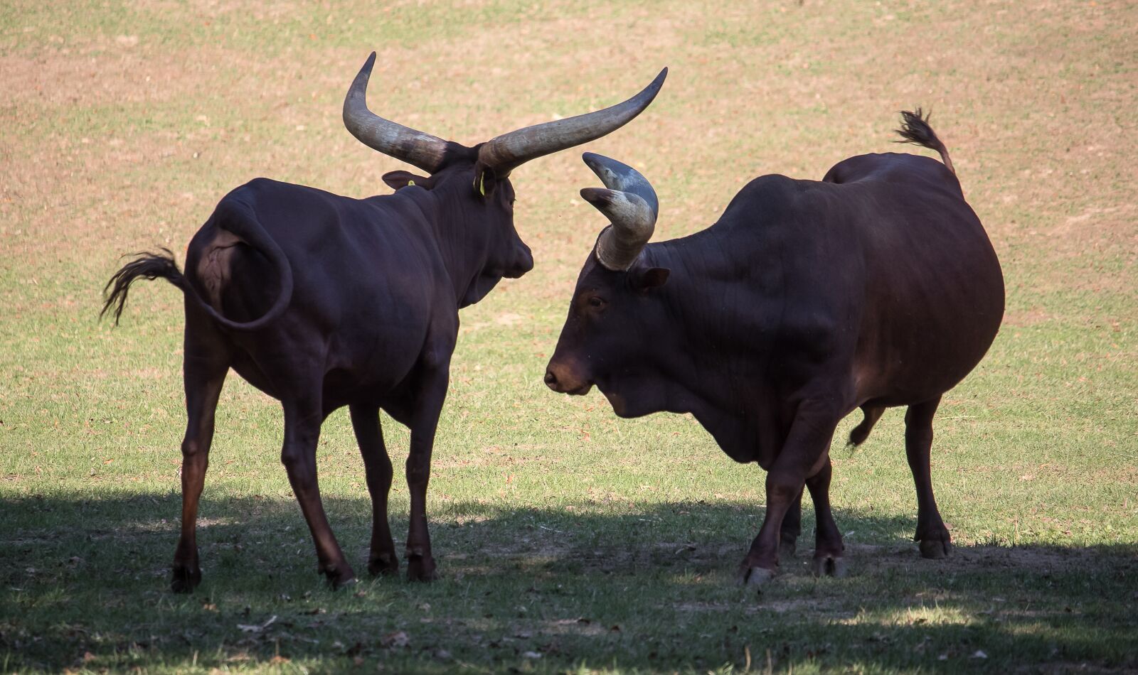 Canon EF-S 55-250mm F4-5.6 IS STM sample photo. Watusi-cattle, beef, mammal photography