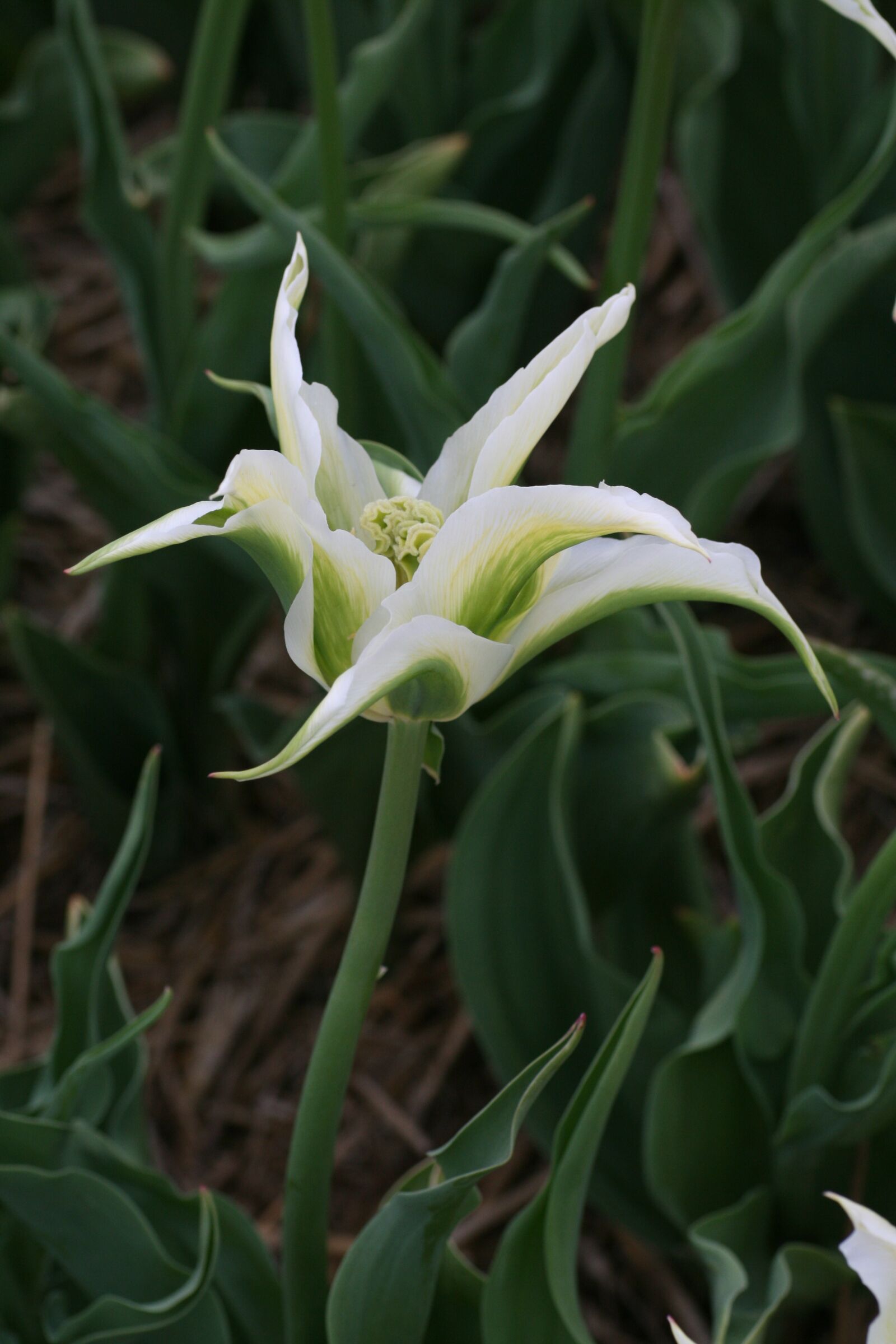 Canon EOS 400D (EOS Digital Rebel XTi / EOS Kiss Digital X) sample photo. Tulip, white, green photography