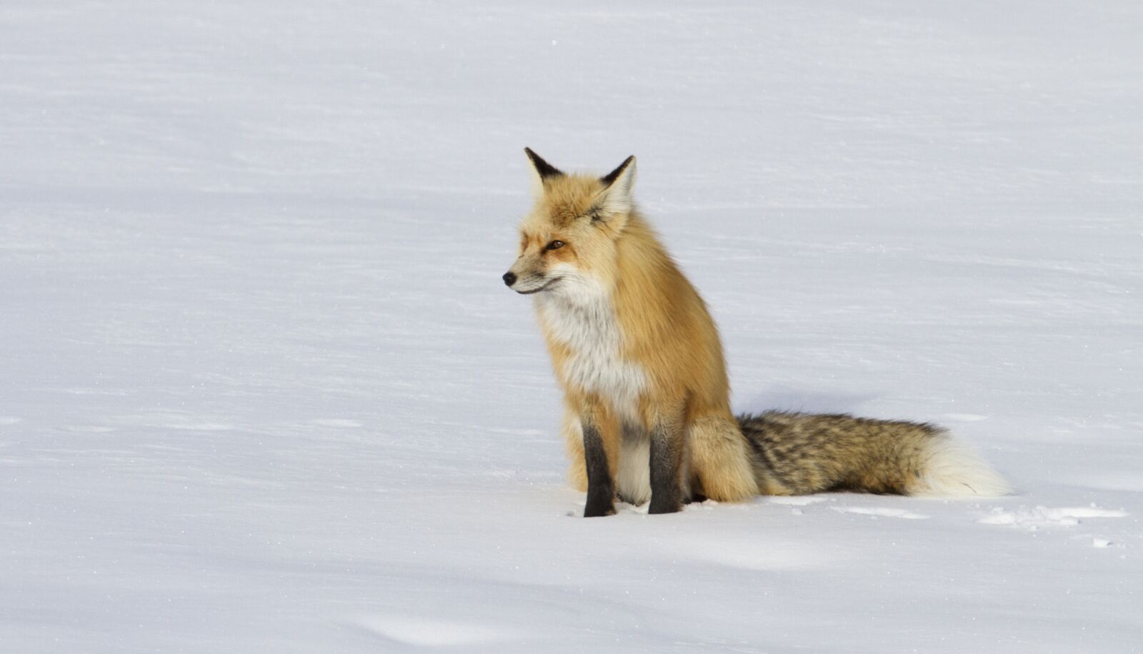 Canon EF 600mm F4L IS USM sample photo. Fox, red, lone photography