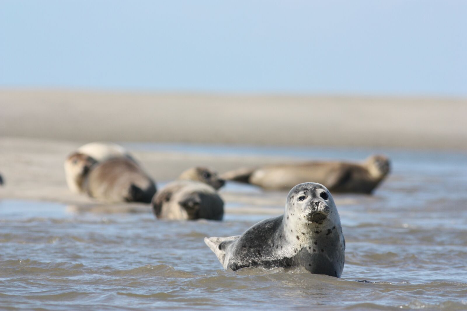Canon EOS 450D (EOS Rebel XSi / EOS Kiss X2) sample photo. The common seal, phoque photography