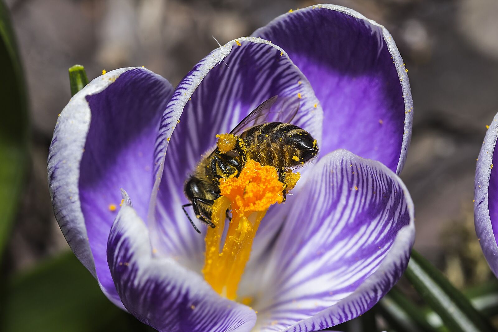 Canon EOS 60D + Canon EF 100mm F2.8 Macro USM sample photo. Bee, crocus, spring photography