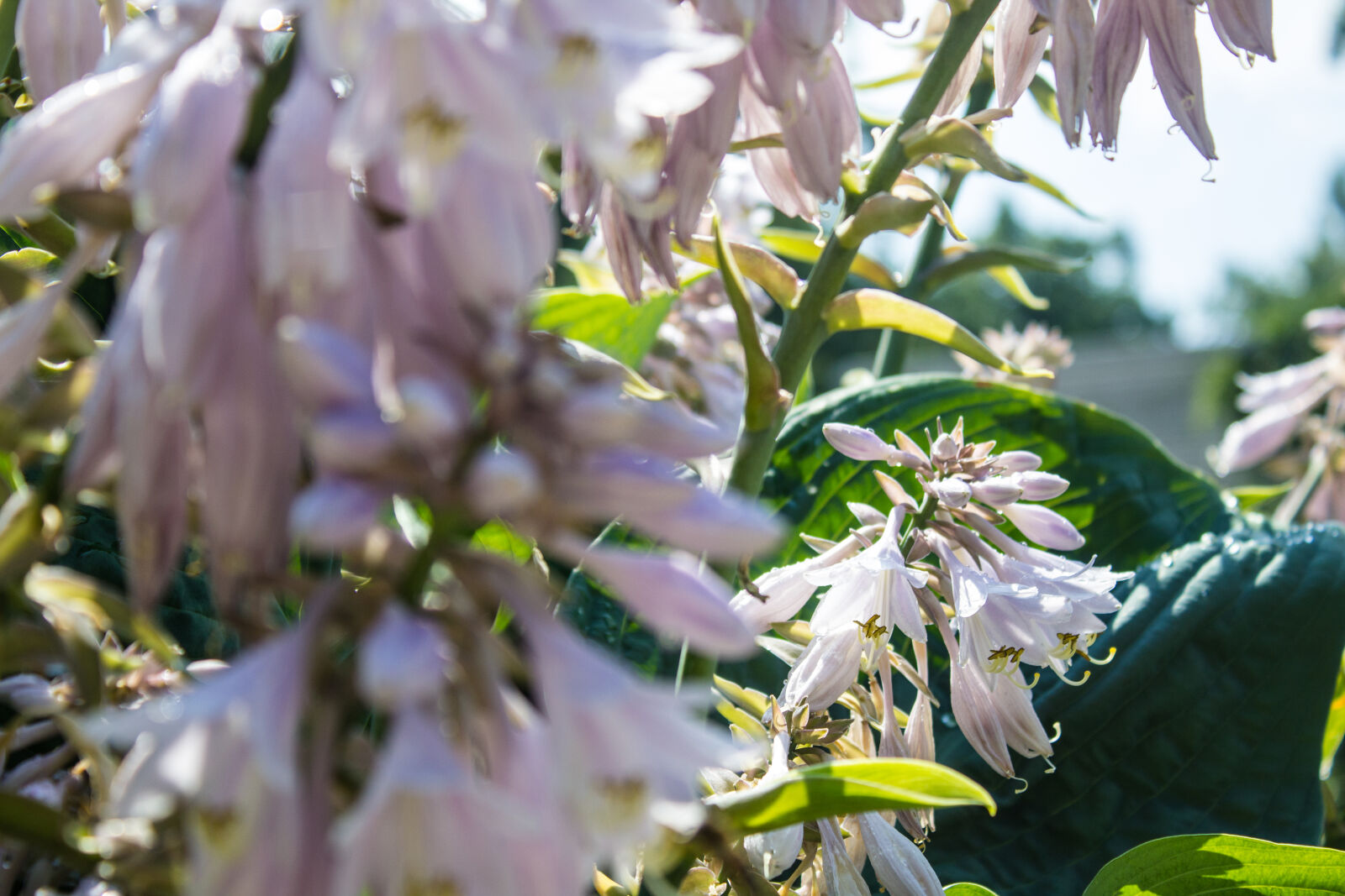 Canon EOS 1200D (EOS Rebel T5 / EOS Kiss X70 / EOS Hi) sample photo. Flower, flowers, white photography