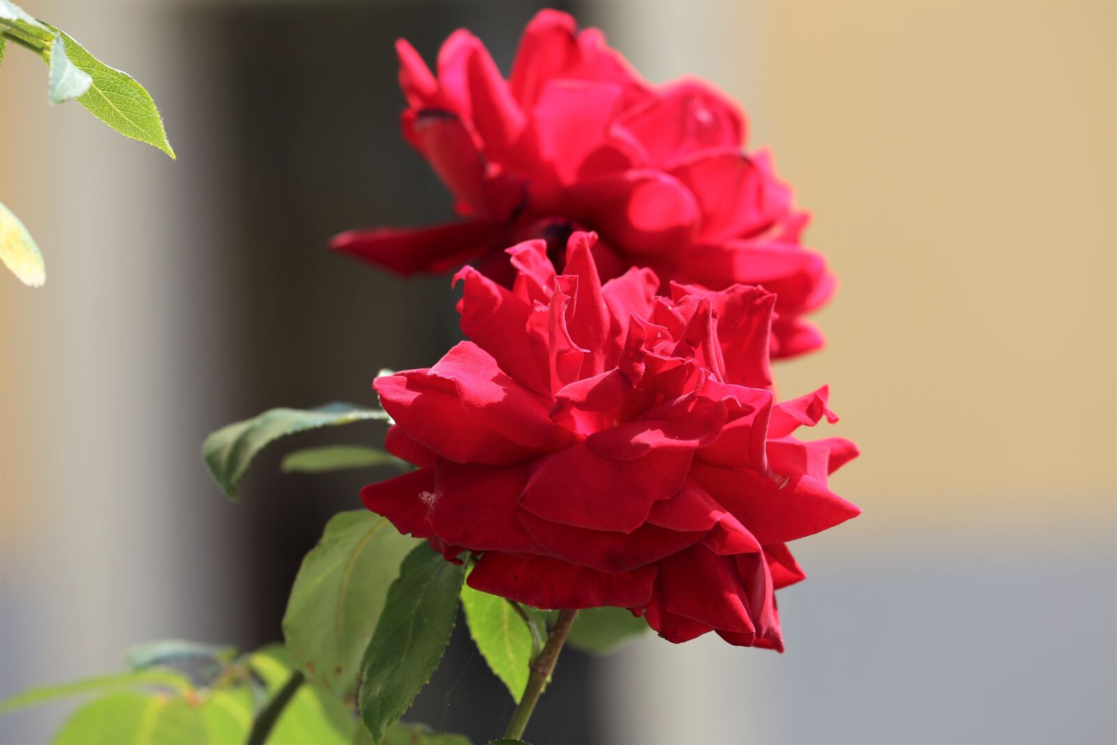 Canon EF 70-300 F4-5.6 IS II USM sample photo. Two red roses, flower photography