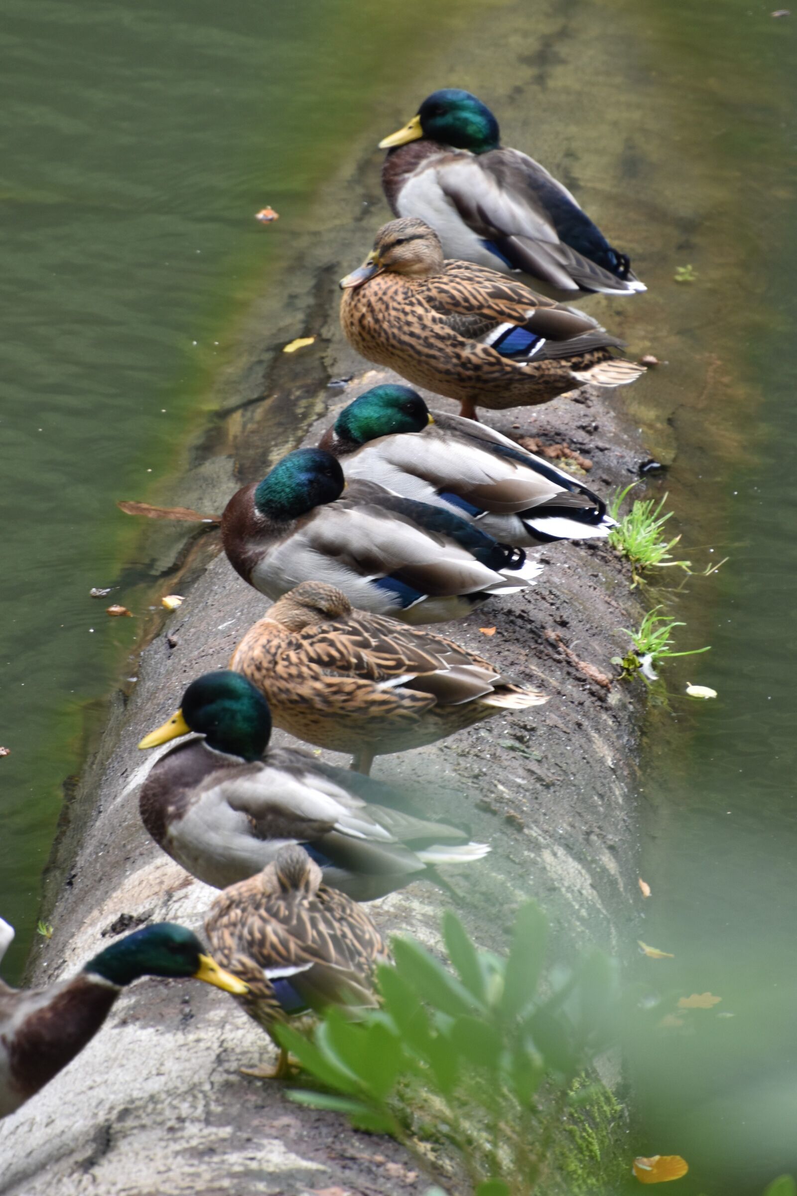 Nikon D5600 sample photo. Animals, birds, ducks photography