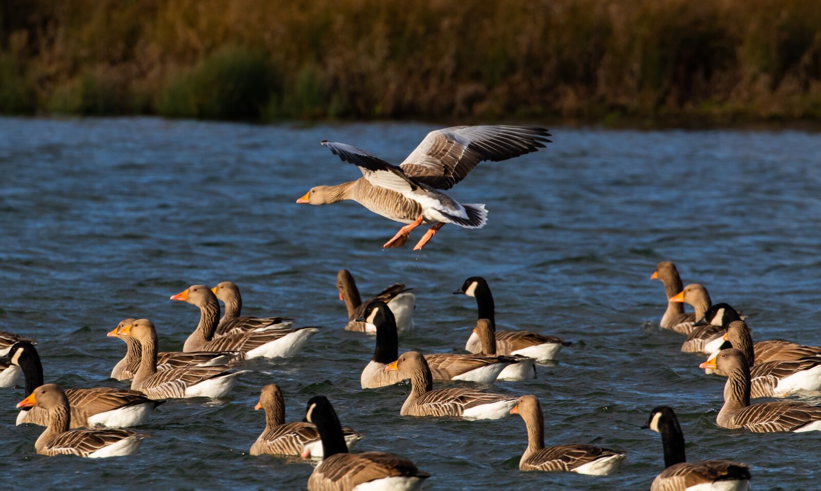 Canon EOS 7D Mark II sample photo. Geese in flight, sunrise photography