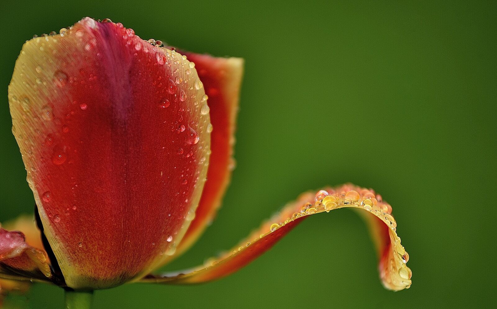 Nikon D3S sample photo. Nature, flower, tulip photography