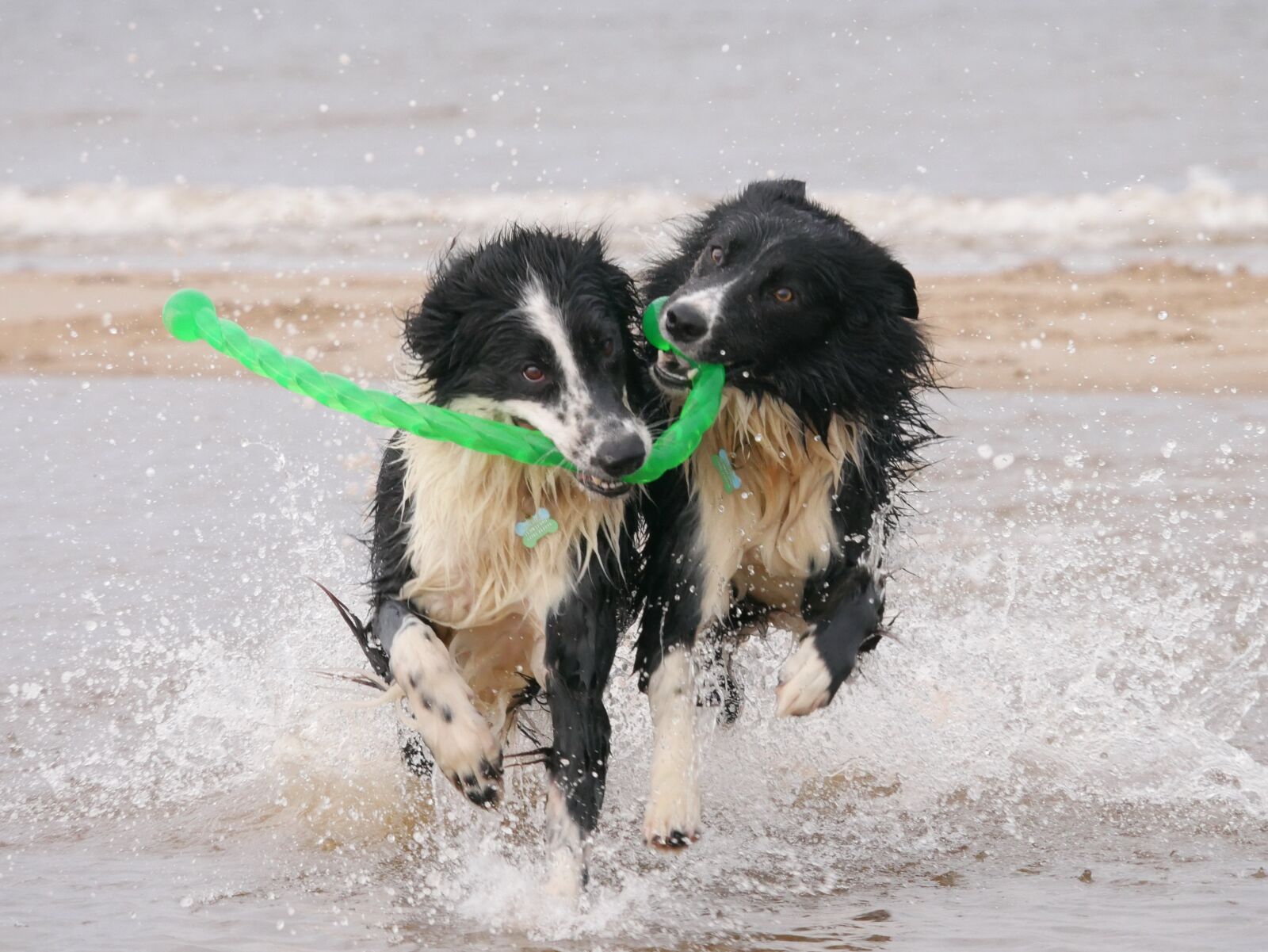 Panasonic Lumix DMC-G7 sample photo. Dogs, border collie, wet photography