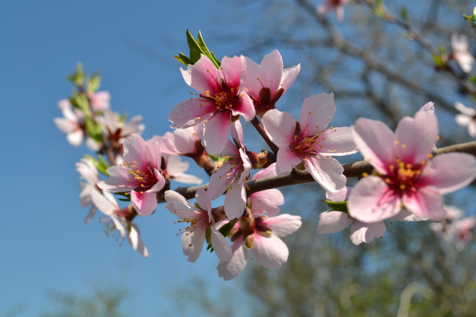 Nikon D3100 sample photo. Spring, flowers, pink photography