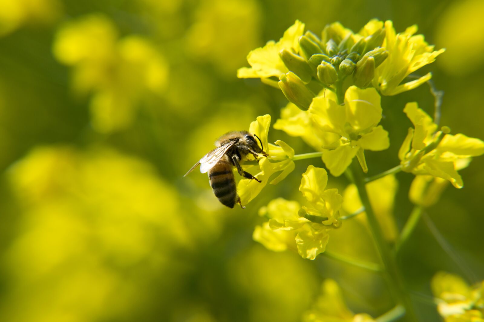 Nikon D5300 sample photo. Bee, rape, insect photography