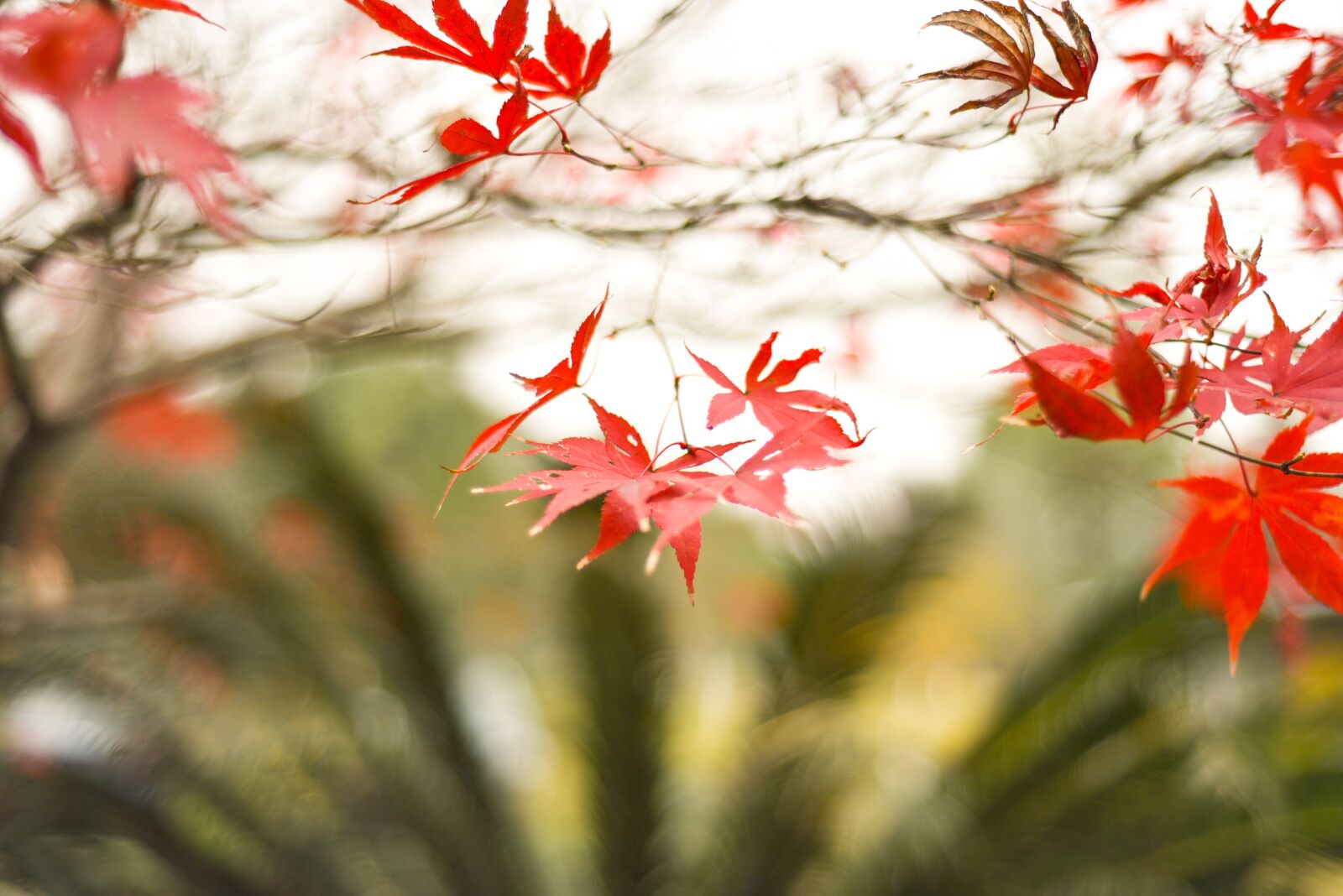 Nikon D750 sample photo. Nature, tree, plant photography
