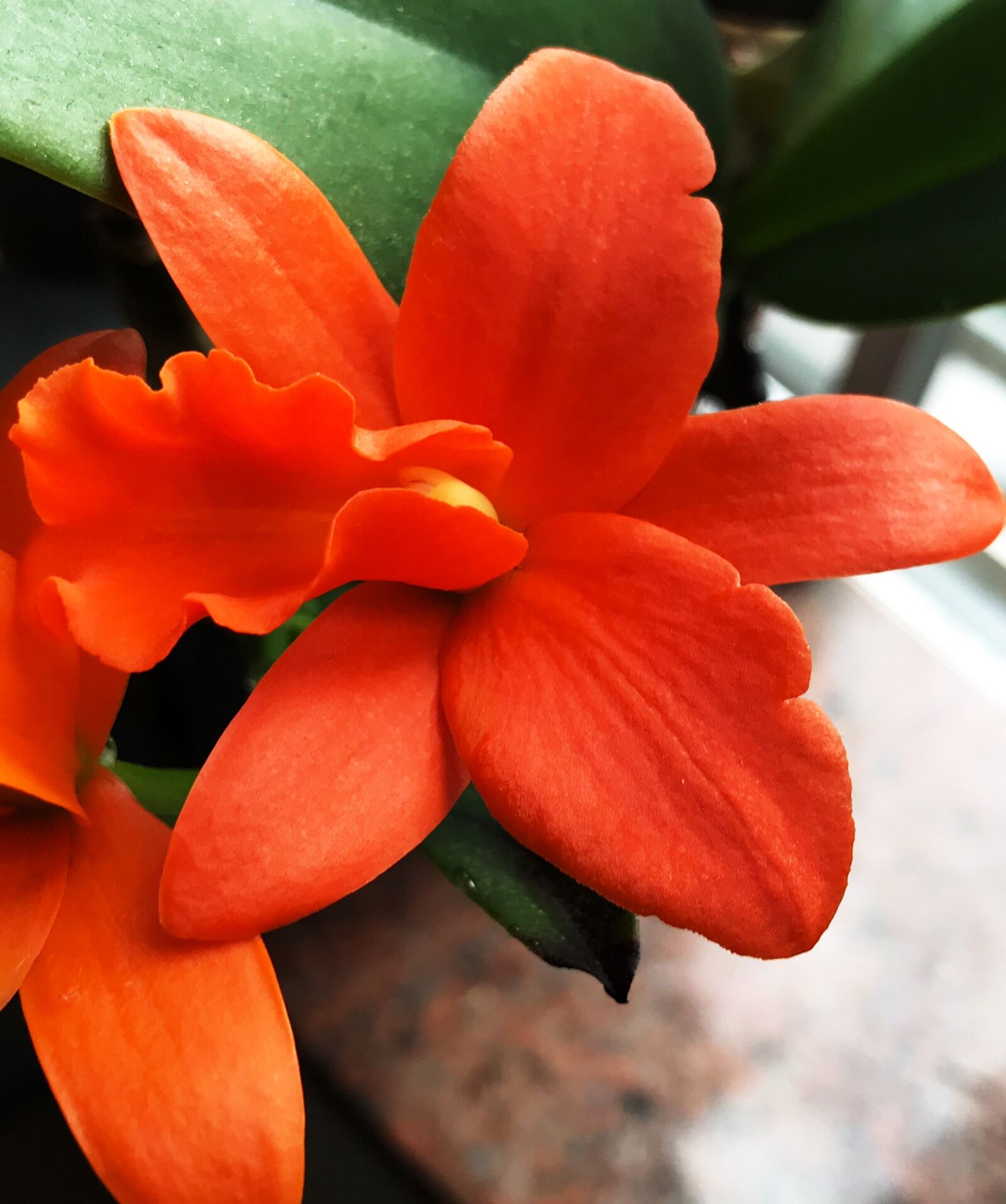 iPhone 7 Plus back dual camera 3.99mm f/1.8 sample photo. Flower, plant, nature photography