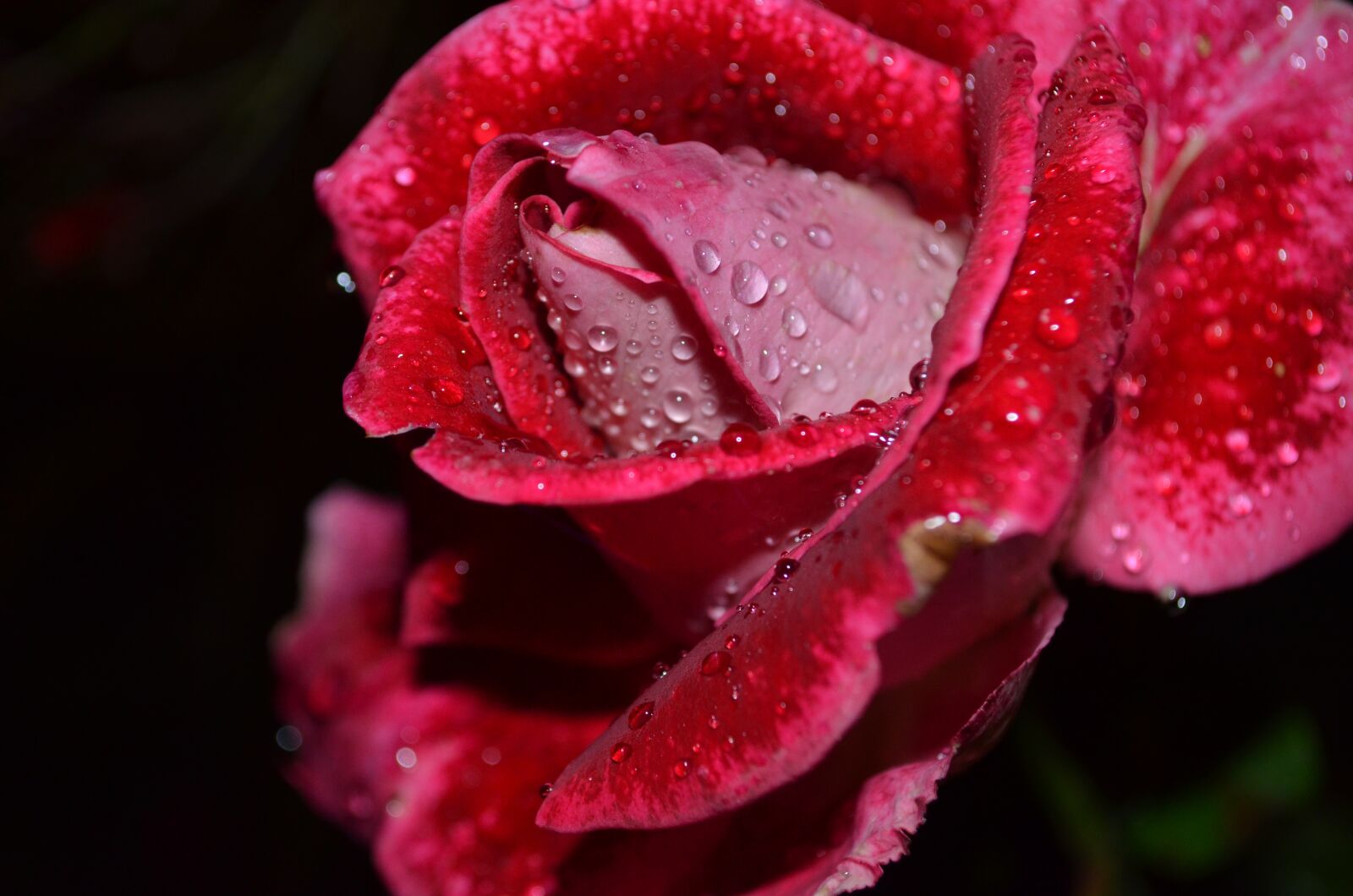Nikon D5100 sample photo. Rosa, flower, nature photography