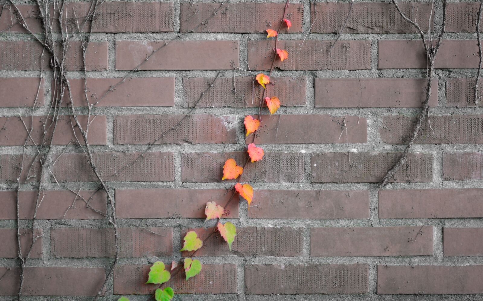 Nikon D610 sample photo. Foliage, vine, climbing plant photography