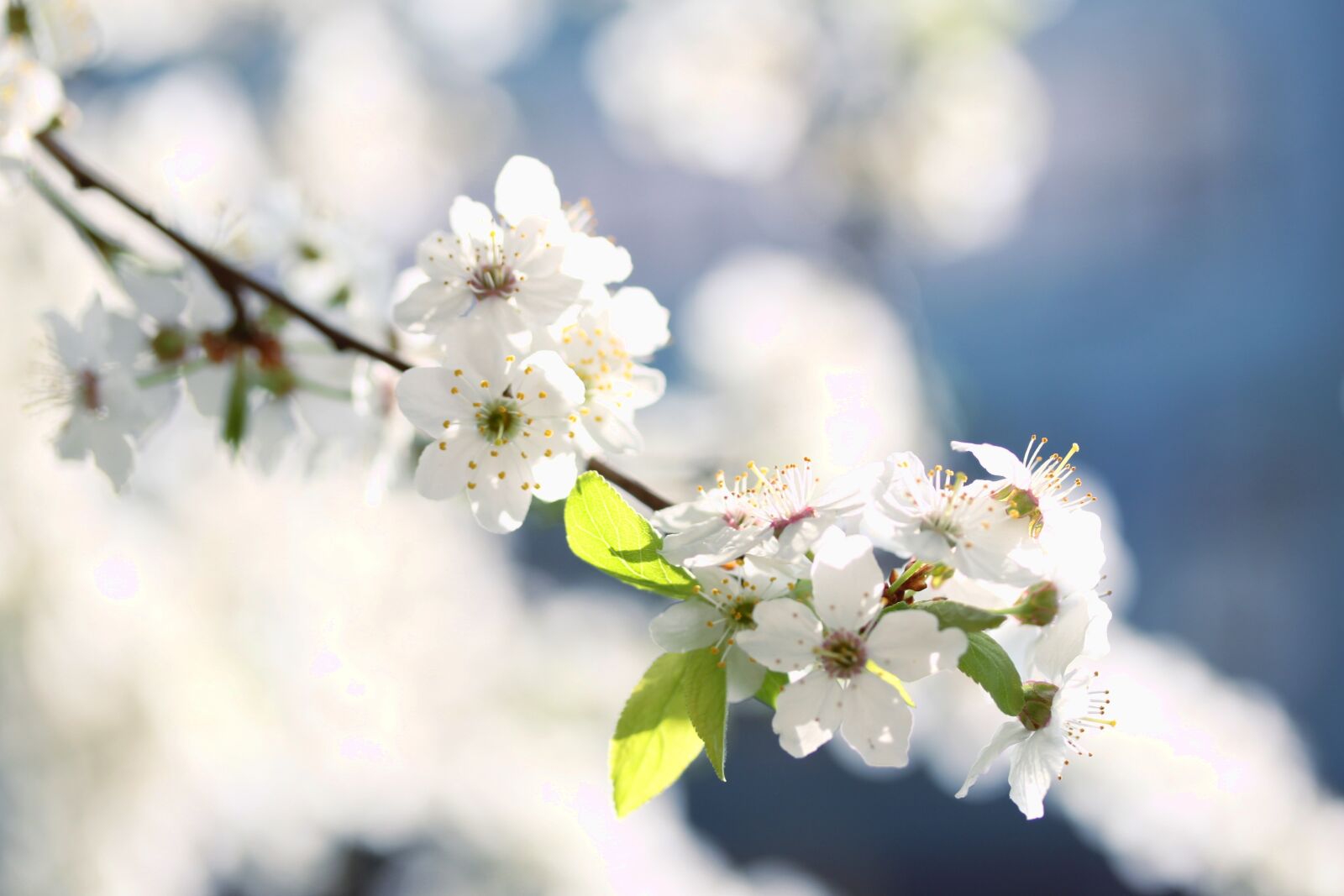 Canon EOS 500D (EOS Rebel T1i / EOS Kiss X3) sample photo. Flowers, white, spring photography