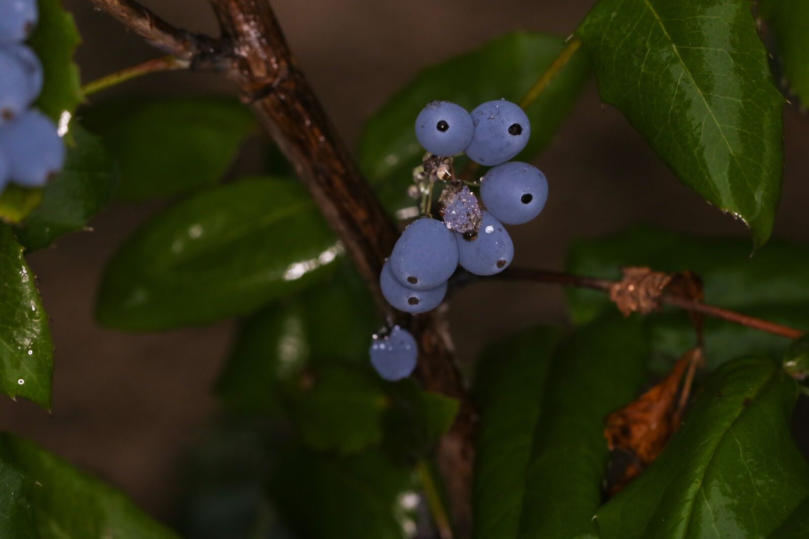 Canon EOS 7D Mark II sample photo. Berry, nature, blue photography