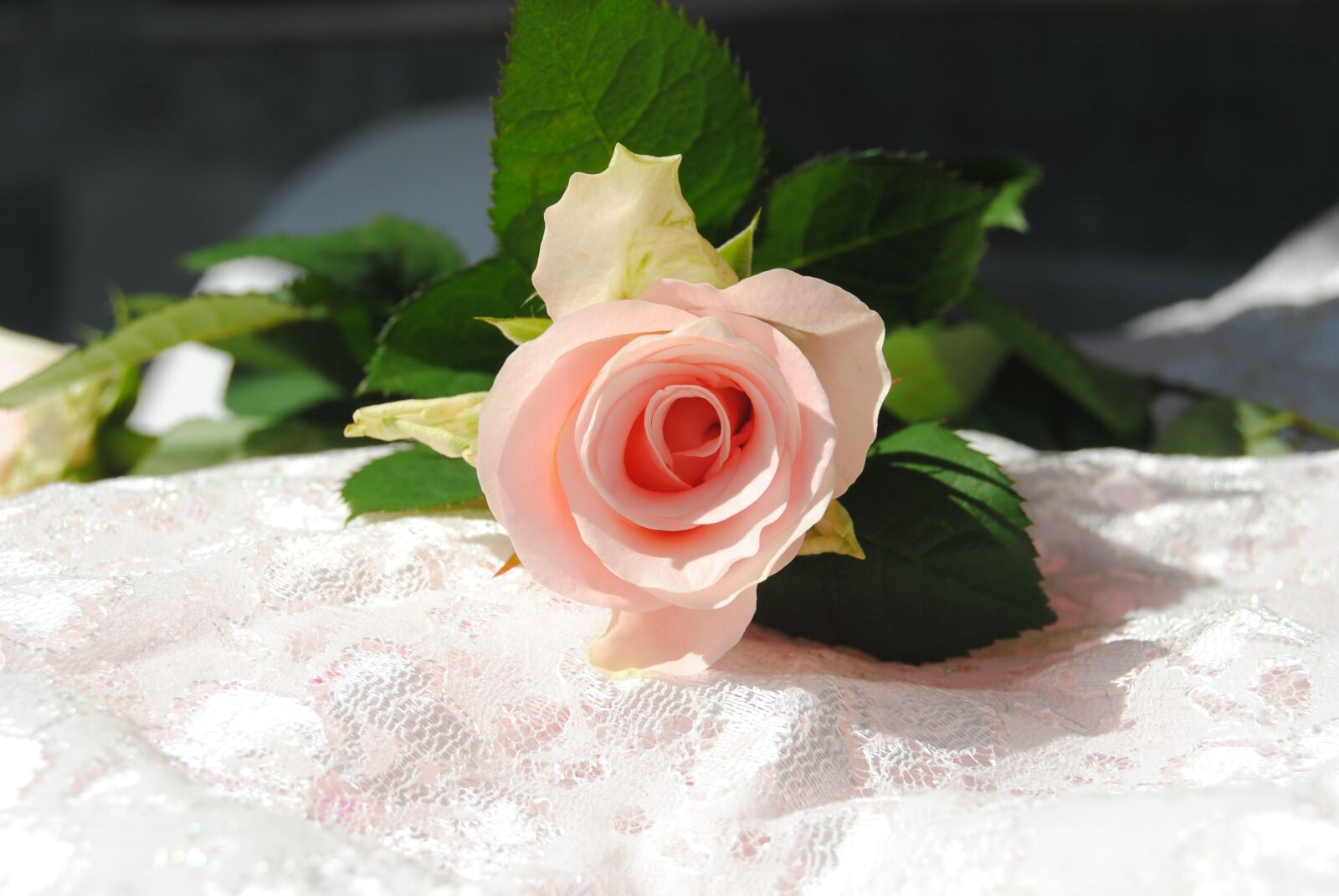 Nikon D3000 sample photo. Roses, flower, pink photography
