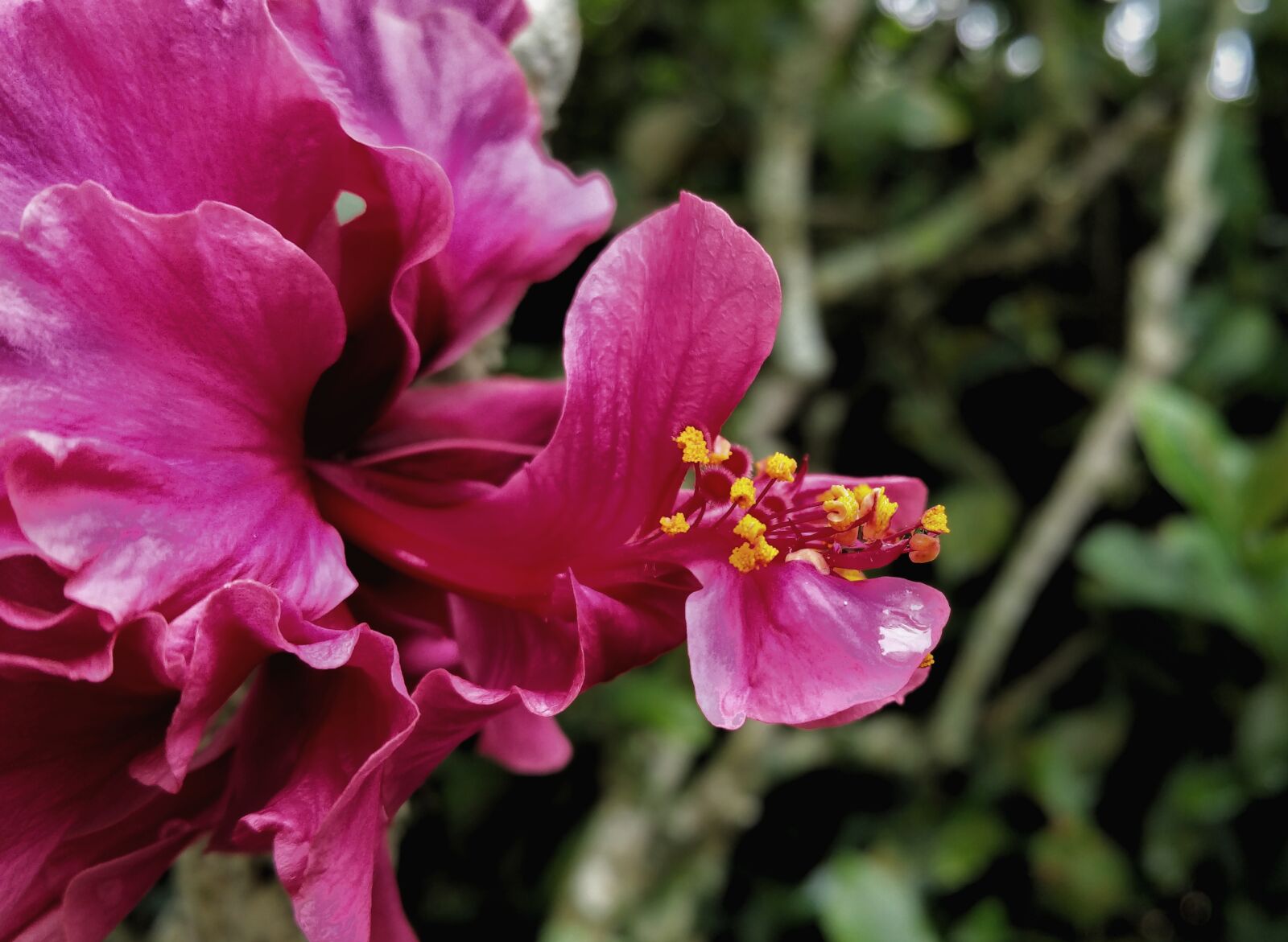 Samsung Galaxy Note4 sample photo. Flower, nectar, pink photography