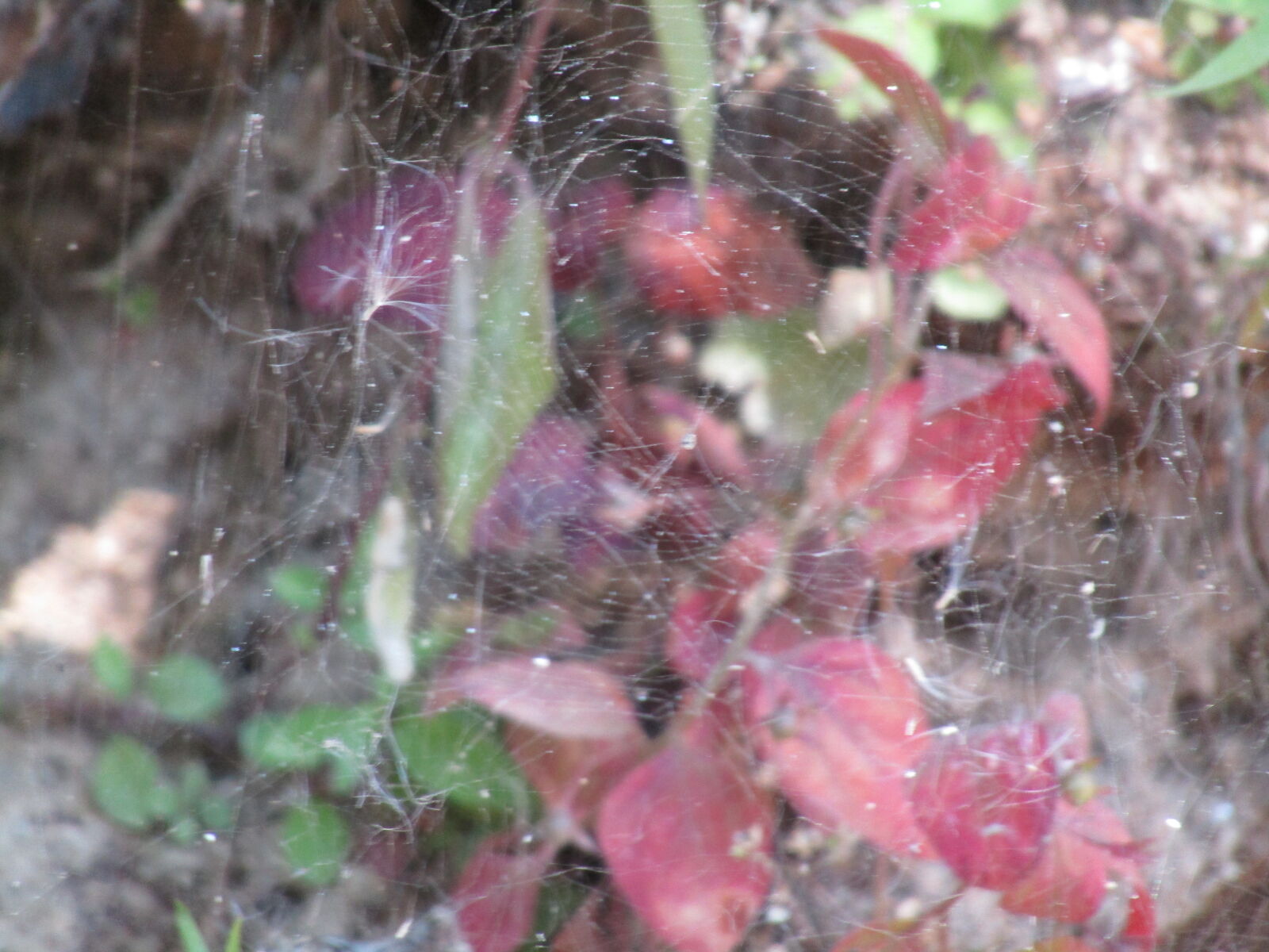 Canon PowerShot SX410 IS sample photo. Close, up, of, spider photography