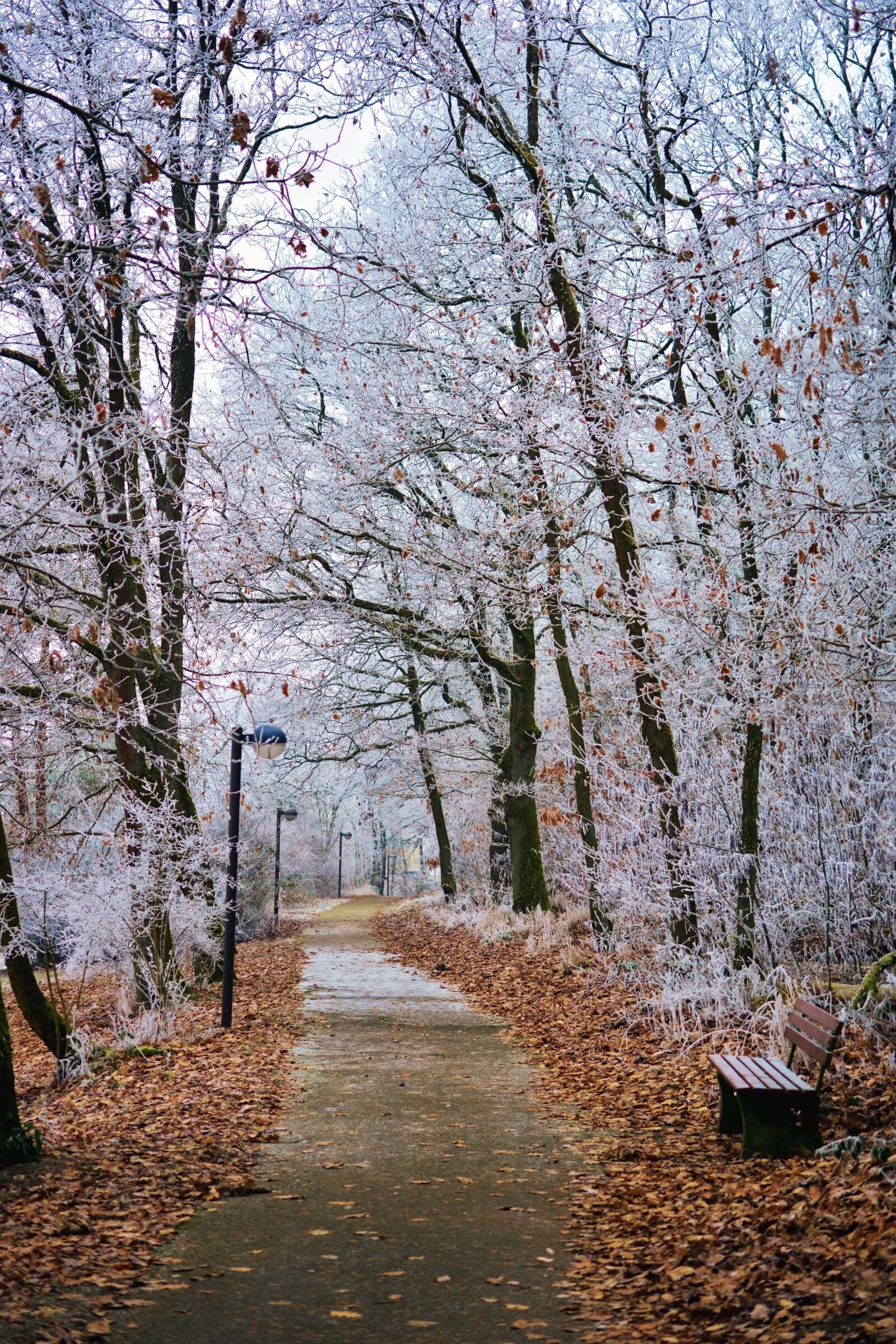 Nikon D5200 sample photo. Road, winter, wood, leaf photography